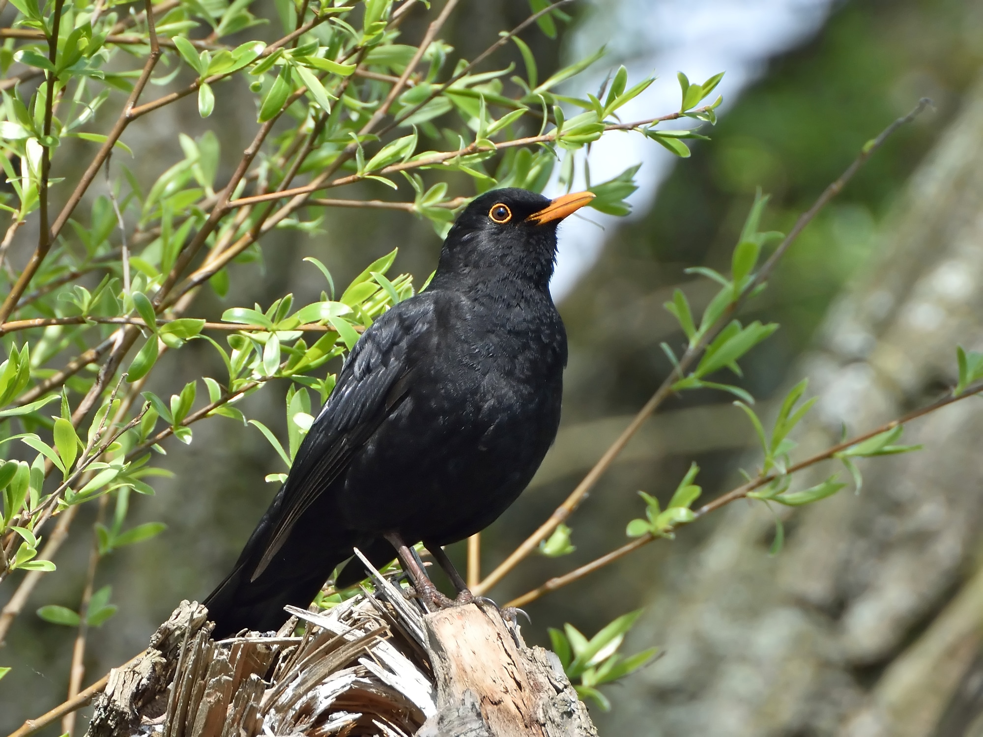 Blackbird resting on a branch in its habitat