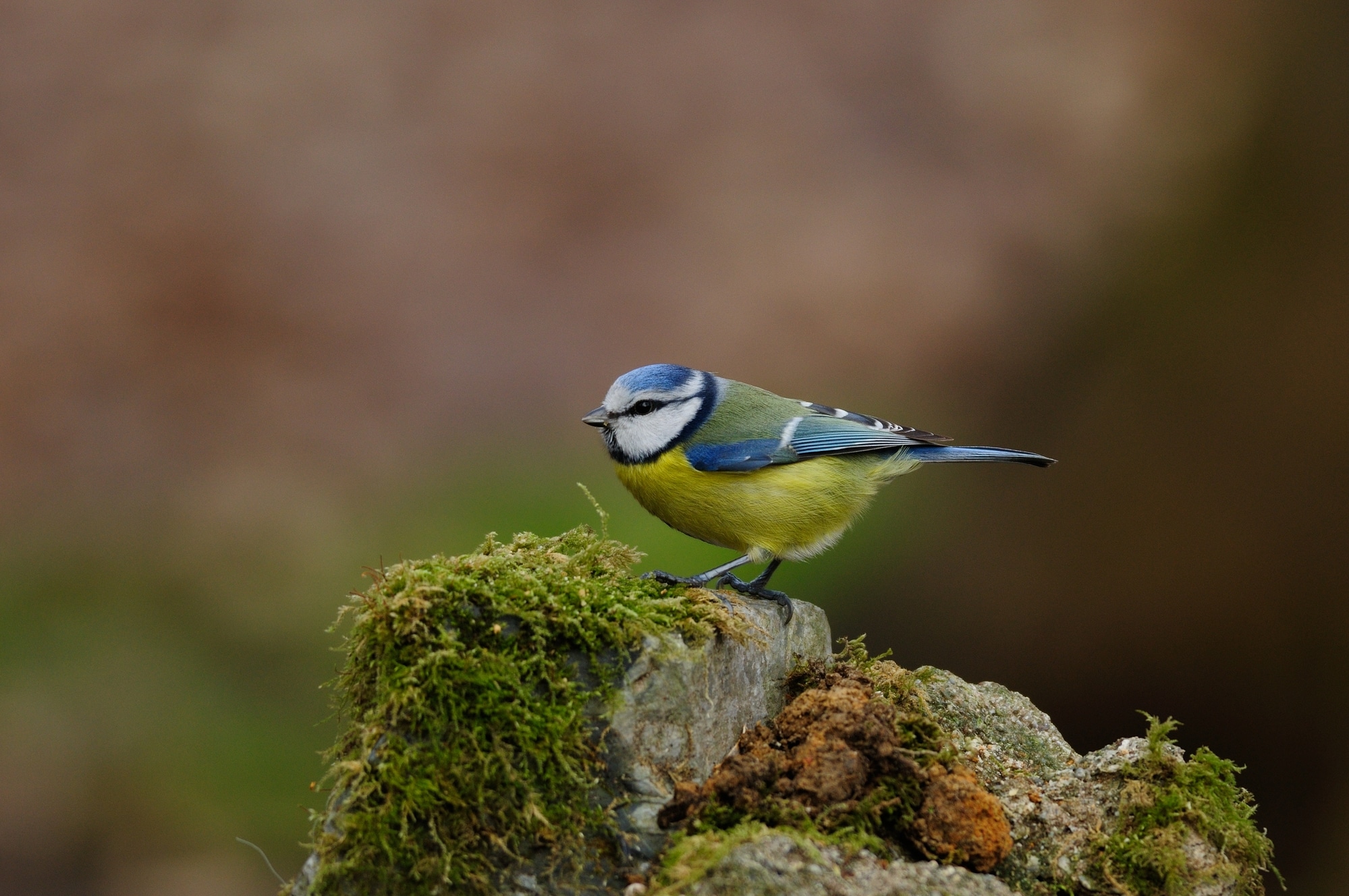 A blue tit