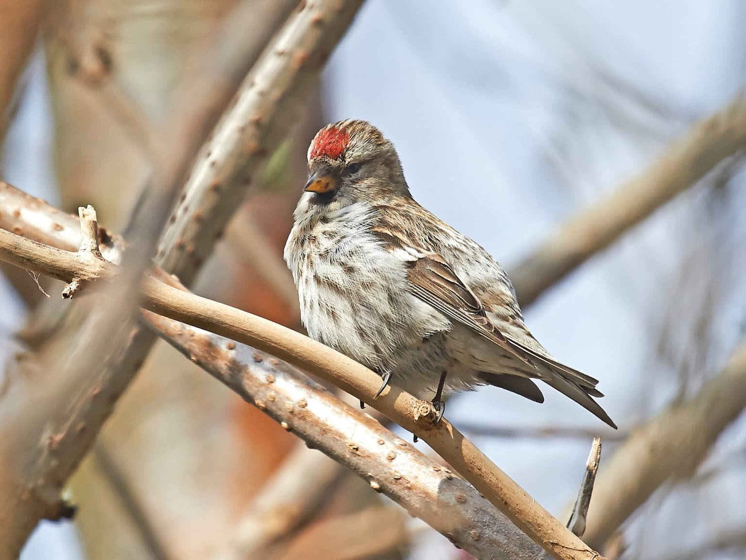 Common Redpoll (Acanthis Flammea) Identification & Facts