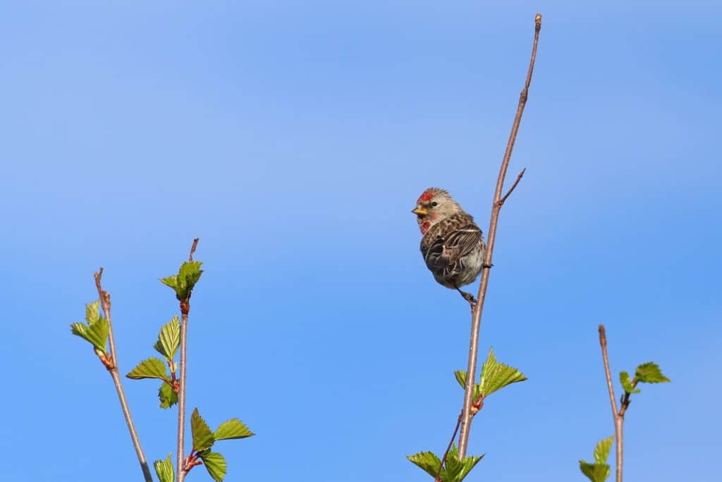 common redpoll on a tree