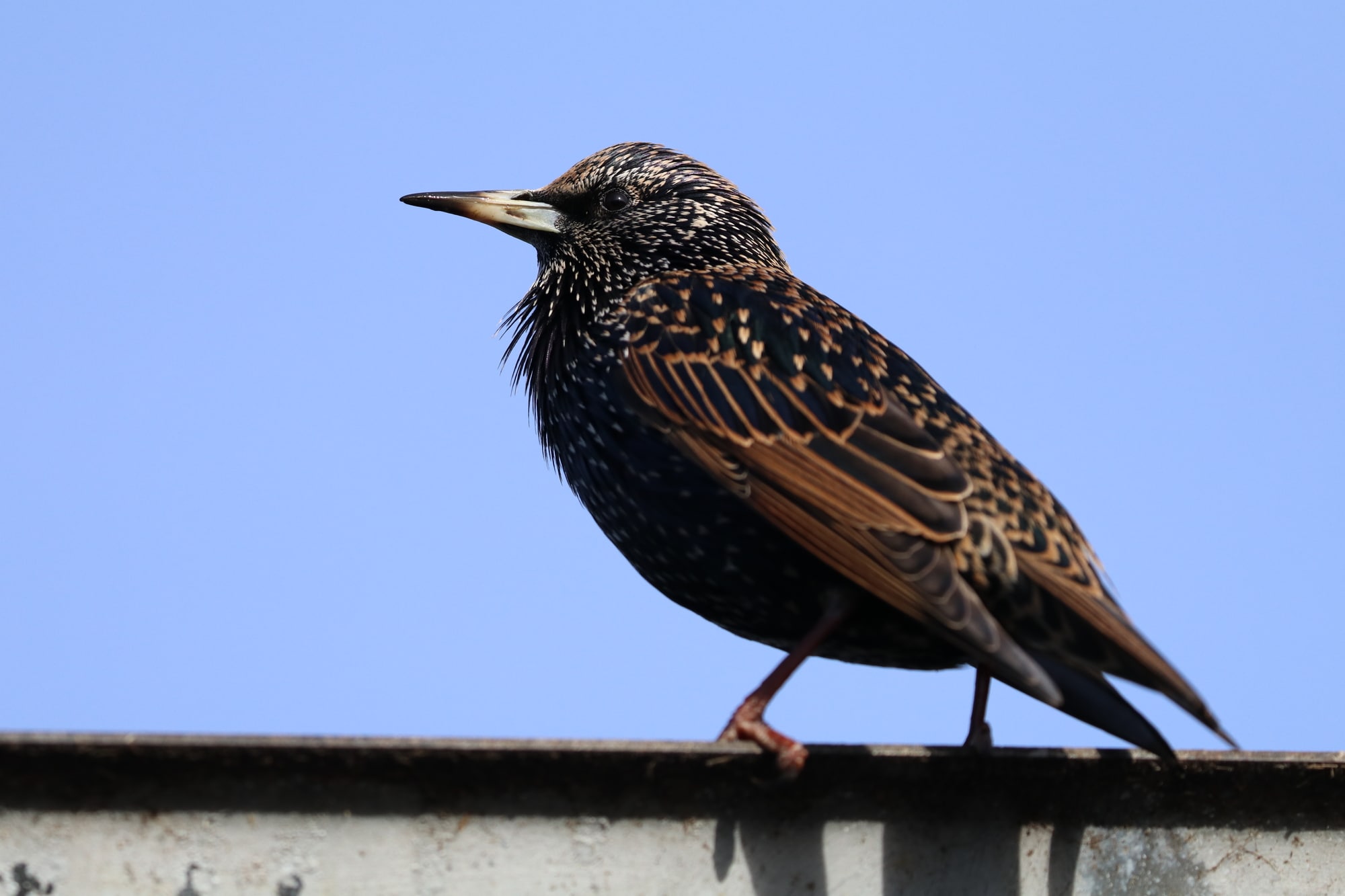 common starling bird