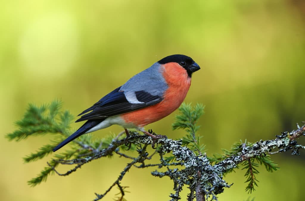 Male Bullfinch