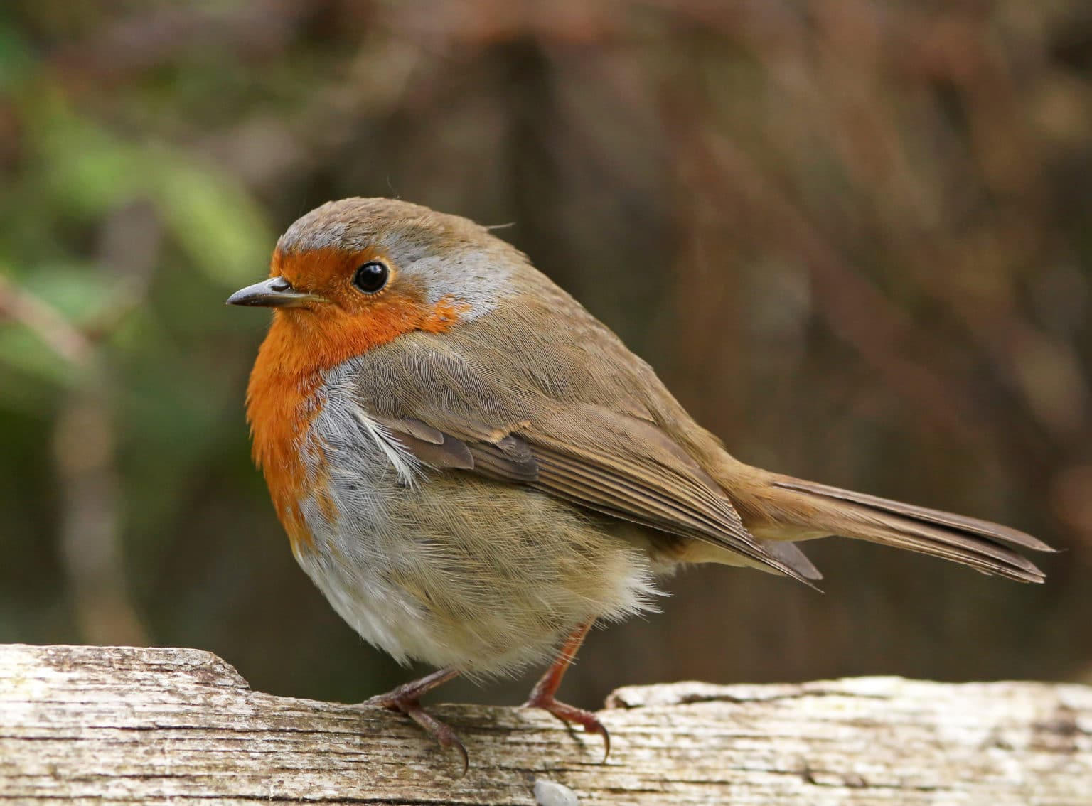 Types Of Robin Uk