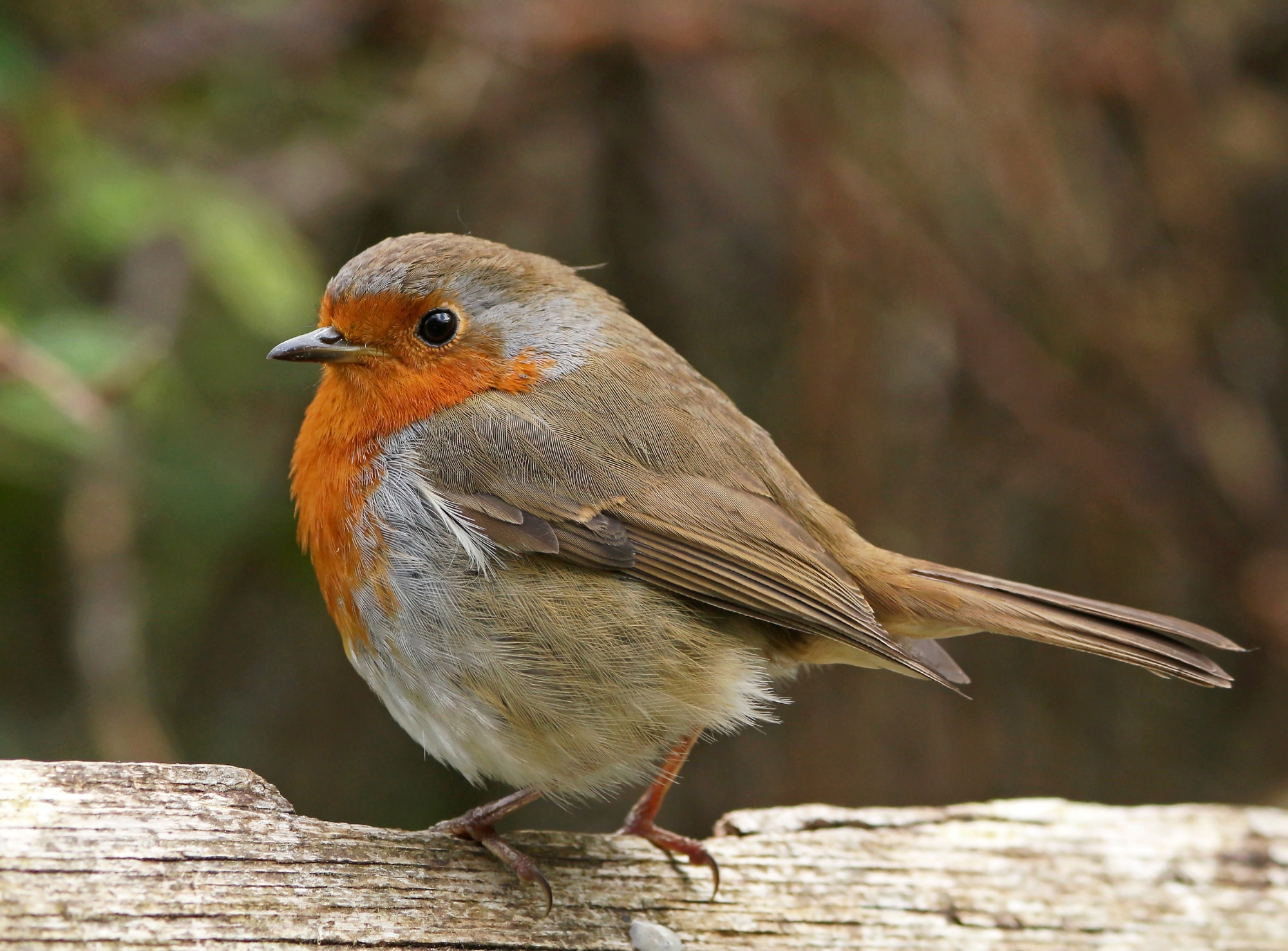 A female robin