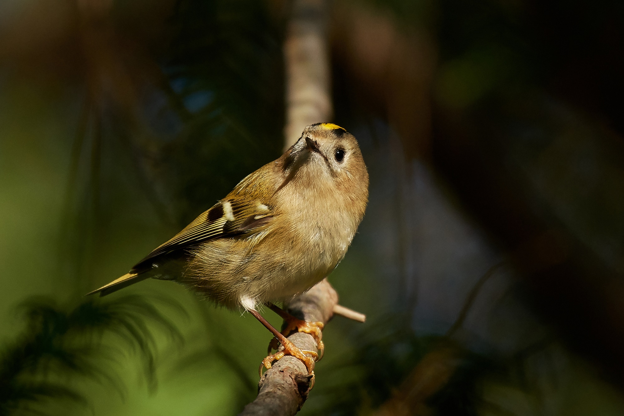 A goldcrest in its UK habitat