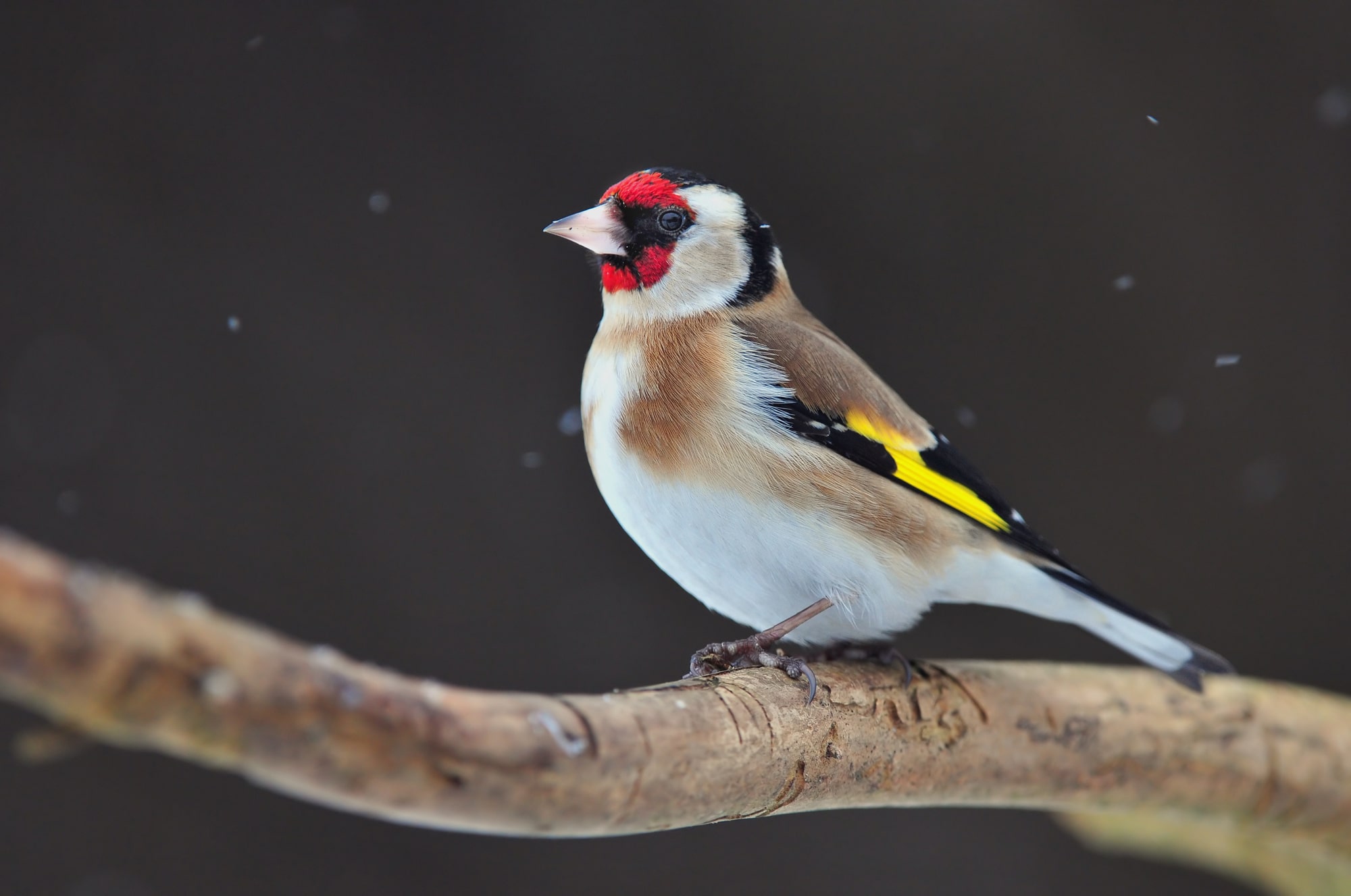 A British goldfinch