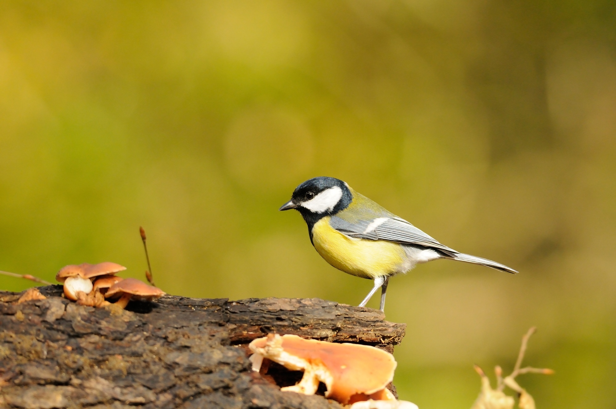 A great tit bird