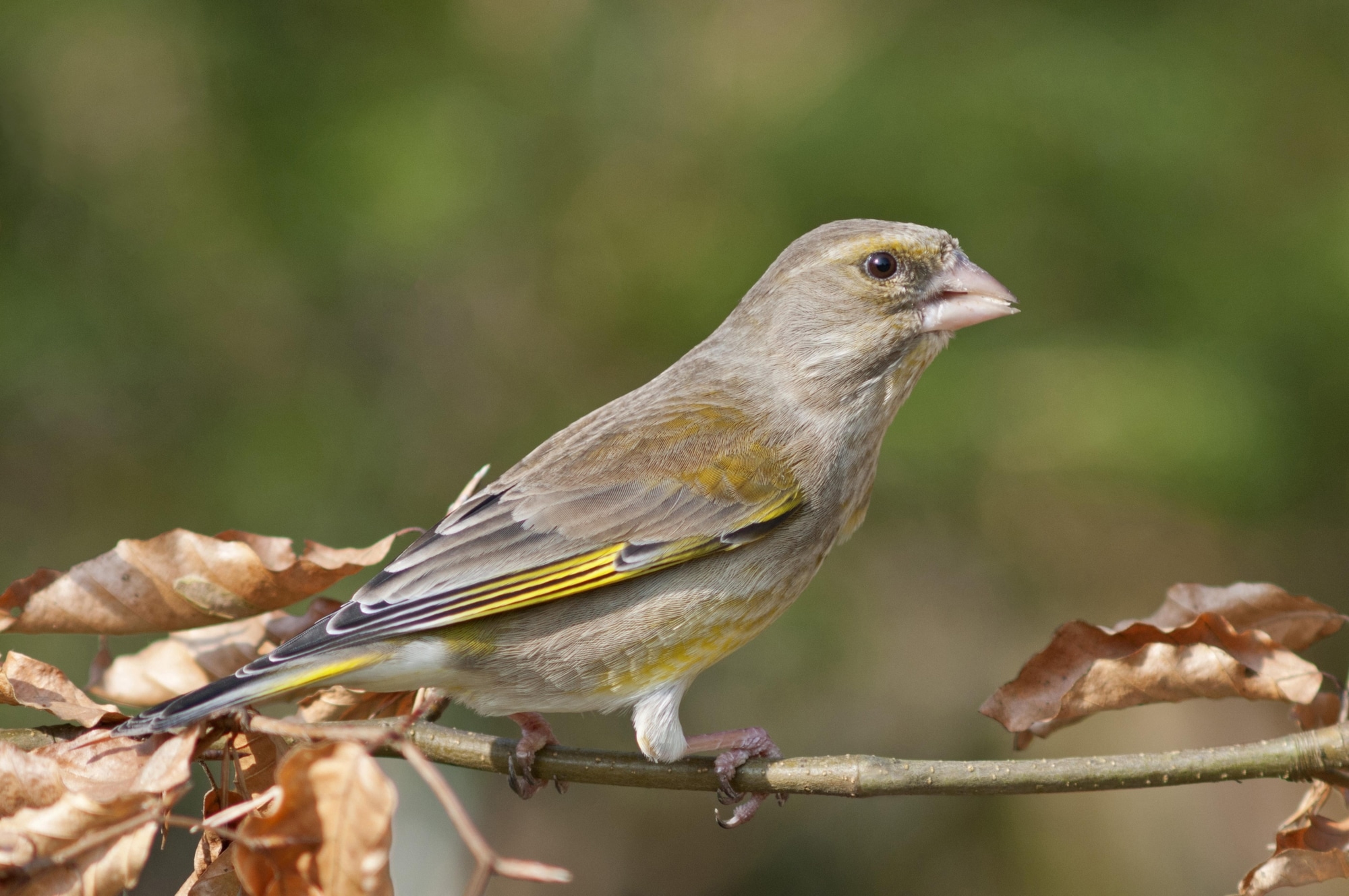 European Greenfinch