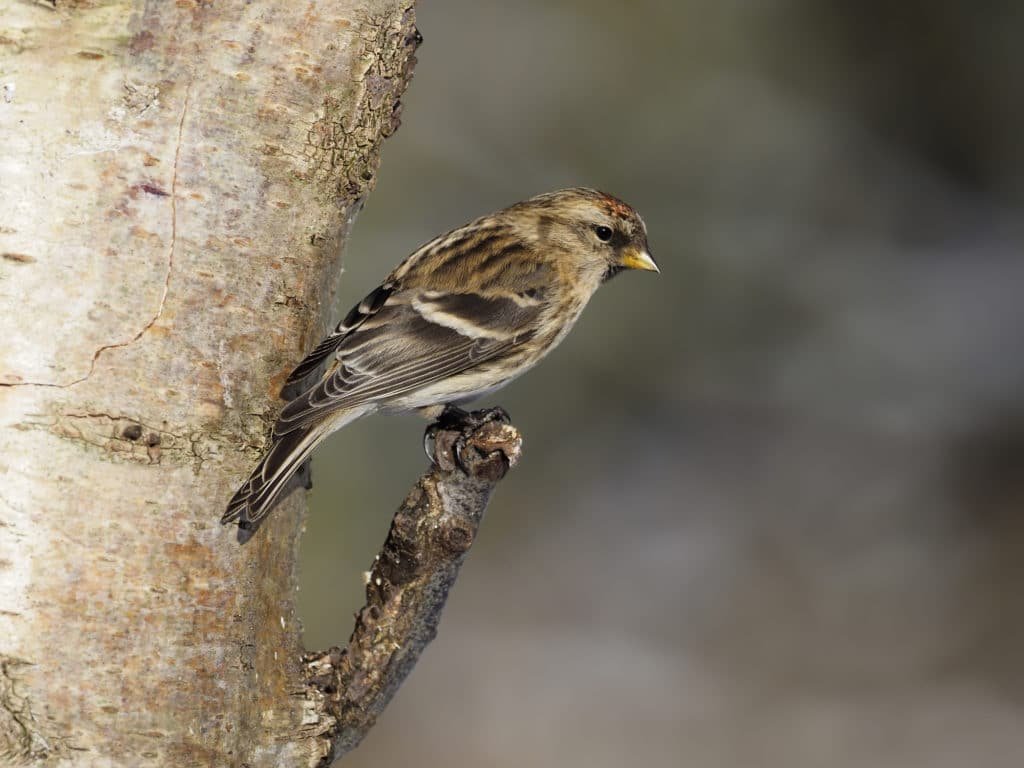 Common Redpoll (Acanthis Flammea) Identification & Facts