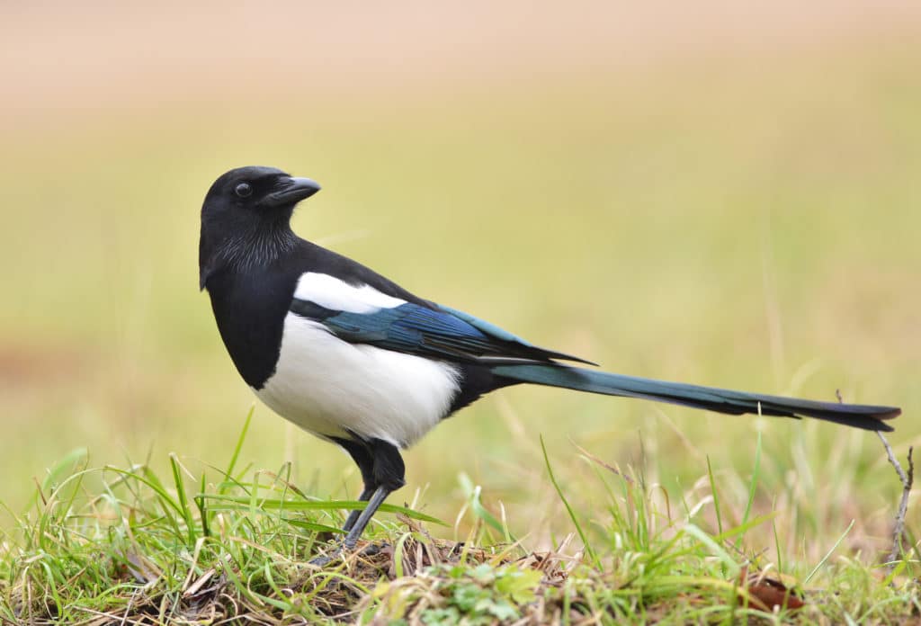 A magpie on a lawn