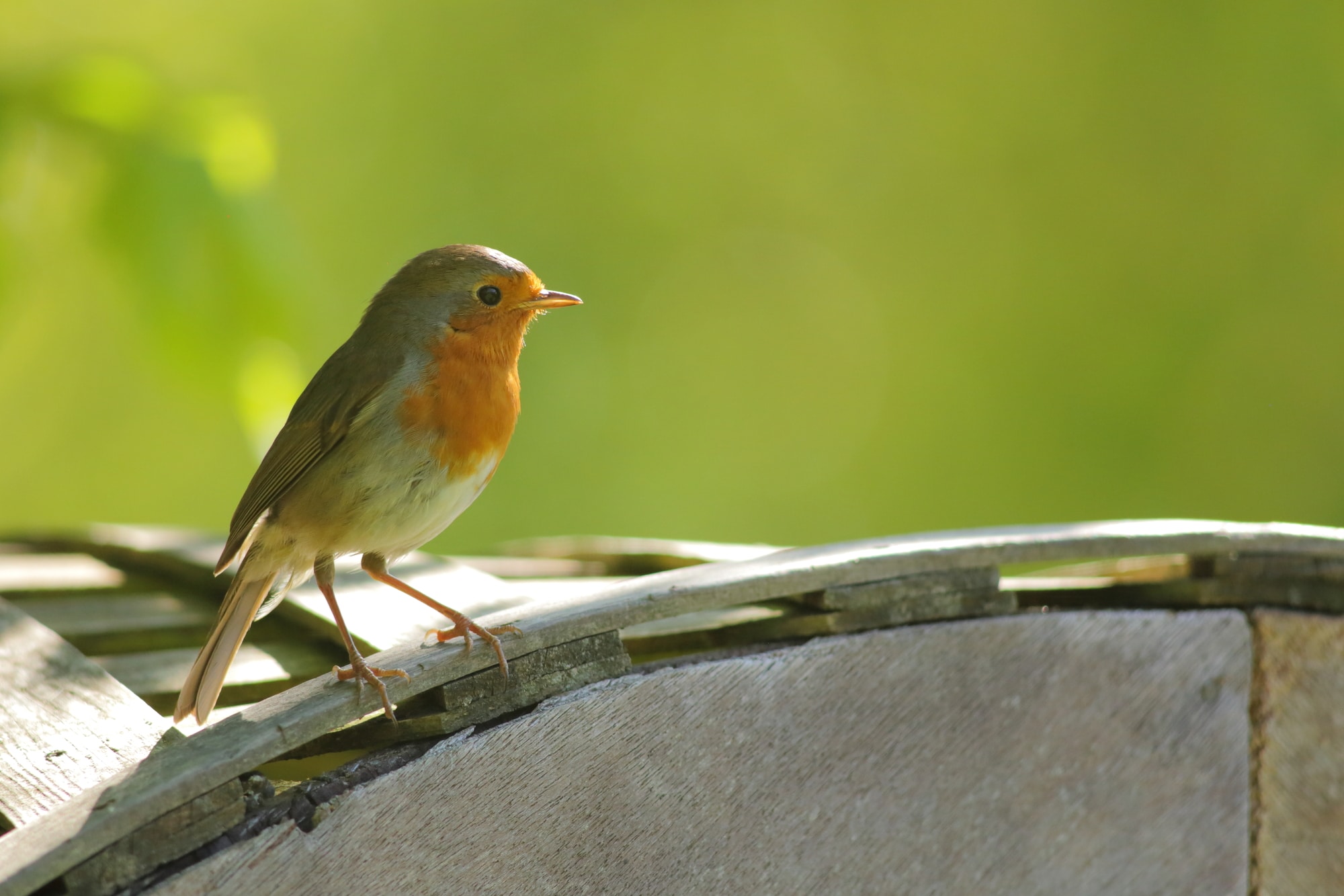 male and female robins