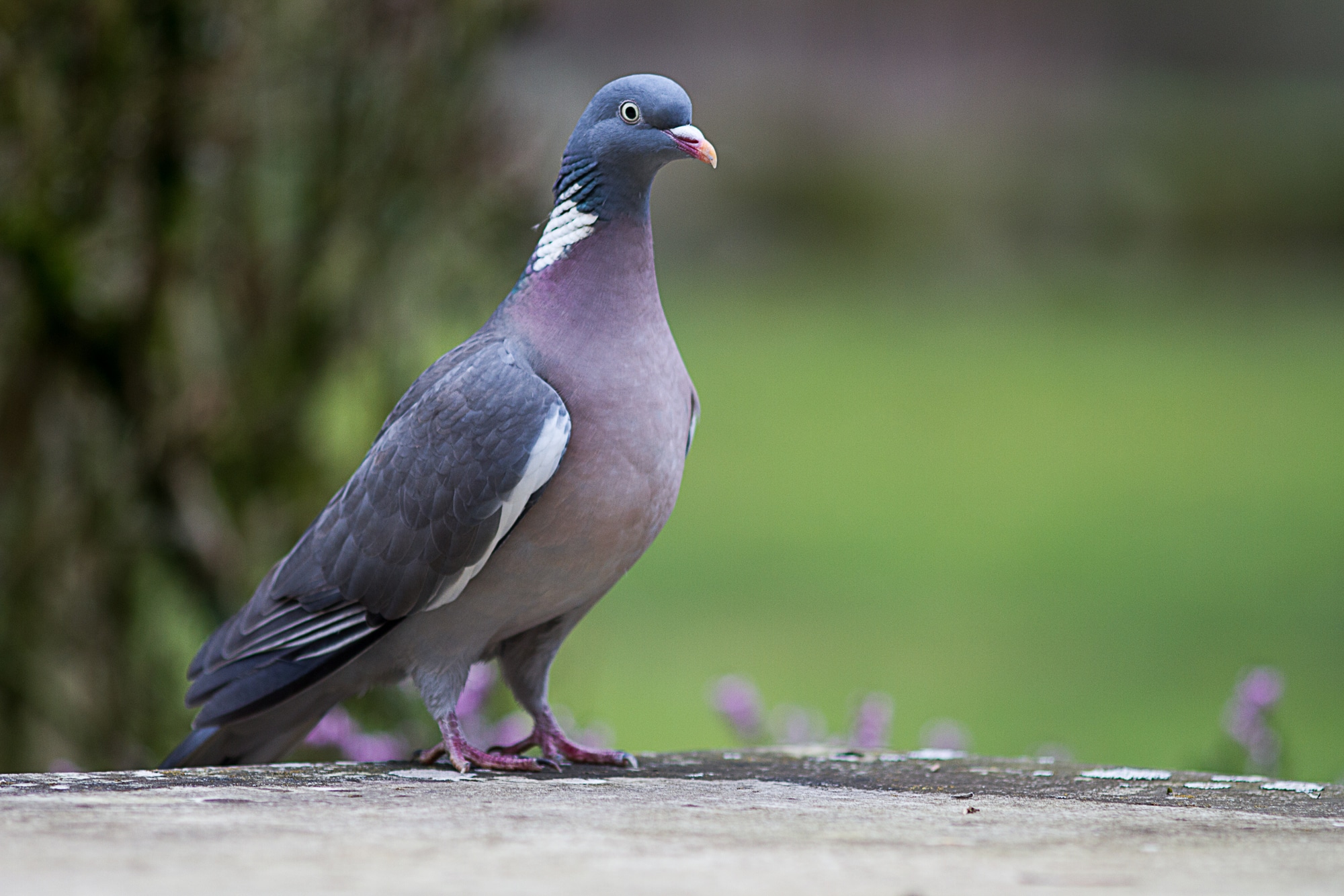 A wood pigeon