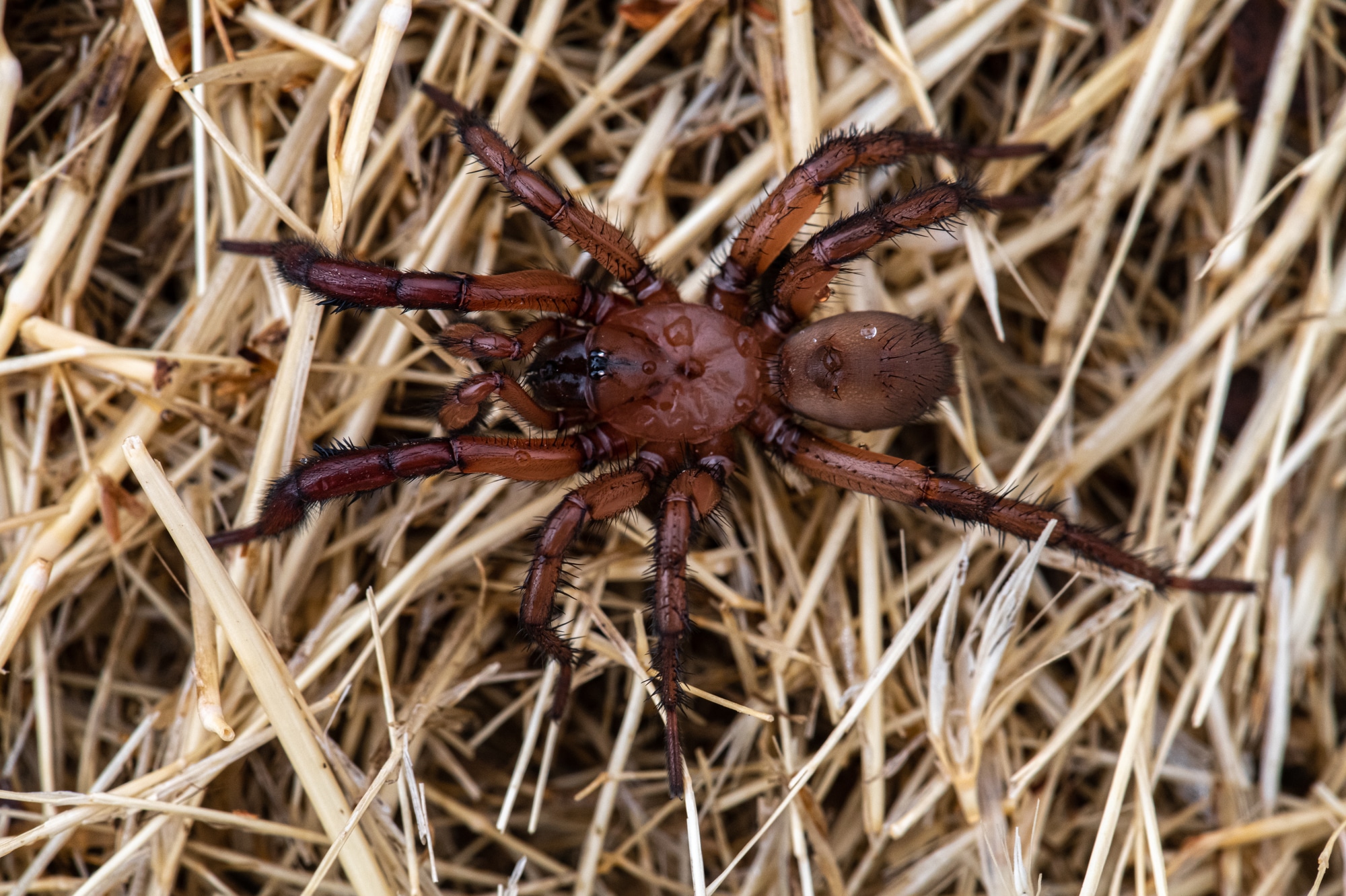 Woodlouse hunter in search of food