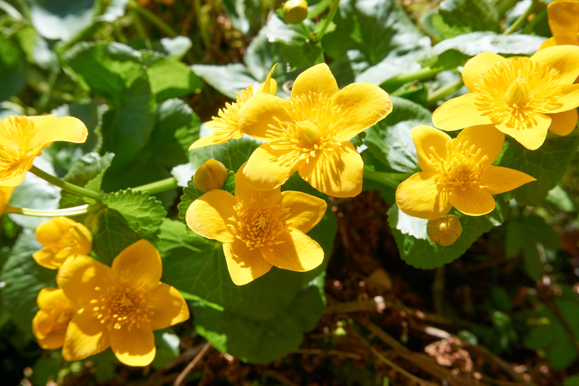 Yellow Marigold Overgrowth