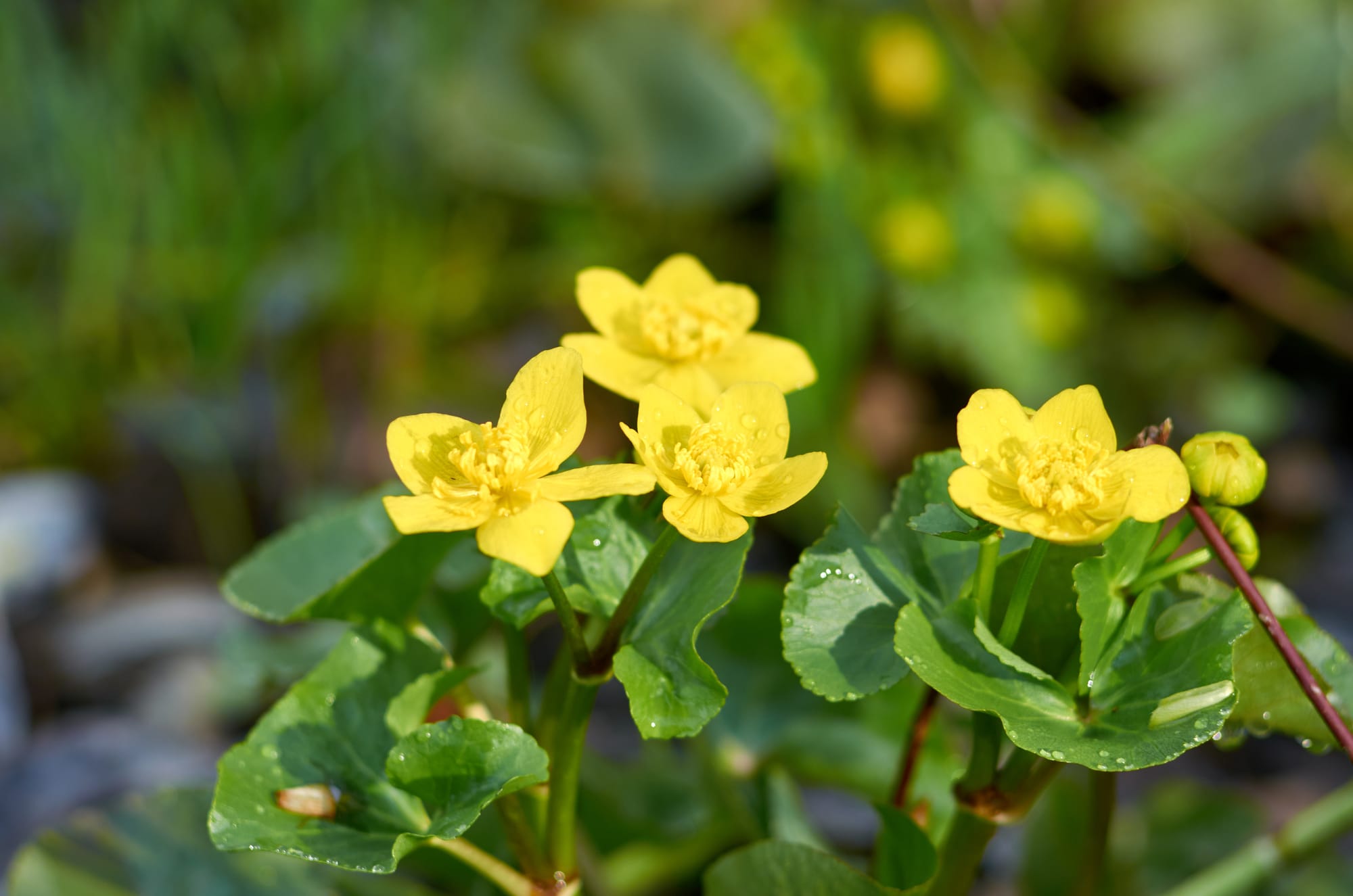 Blossoming marsh marigold in the spring