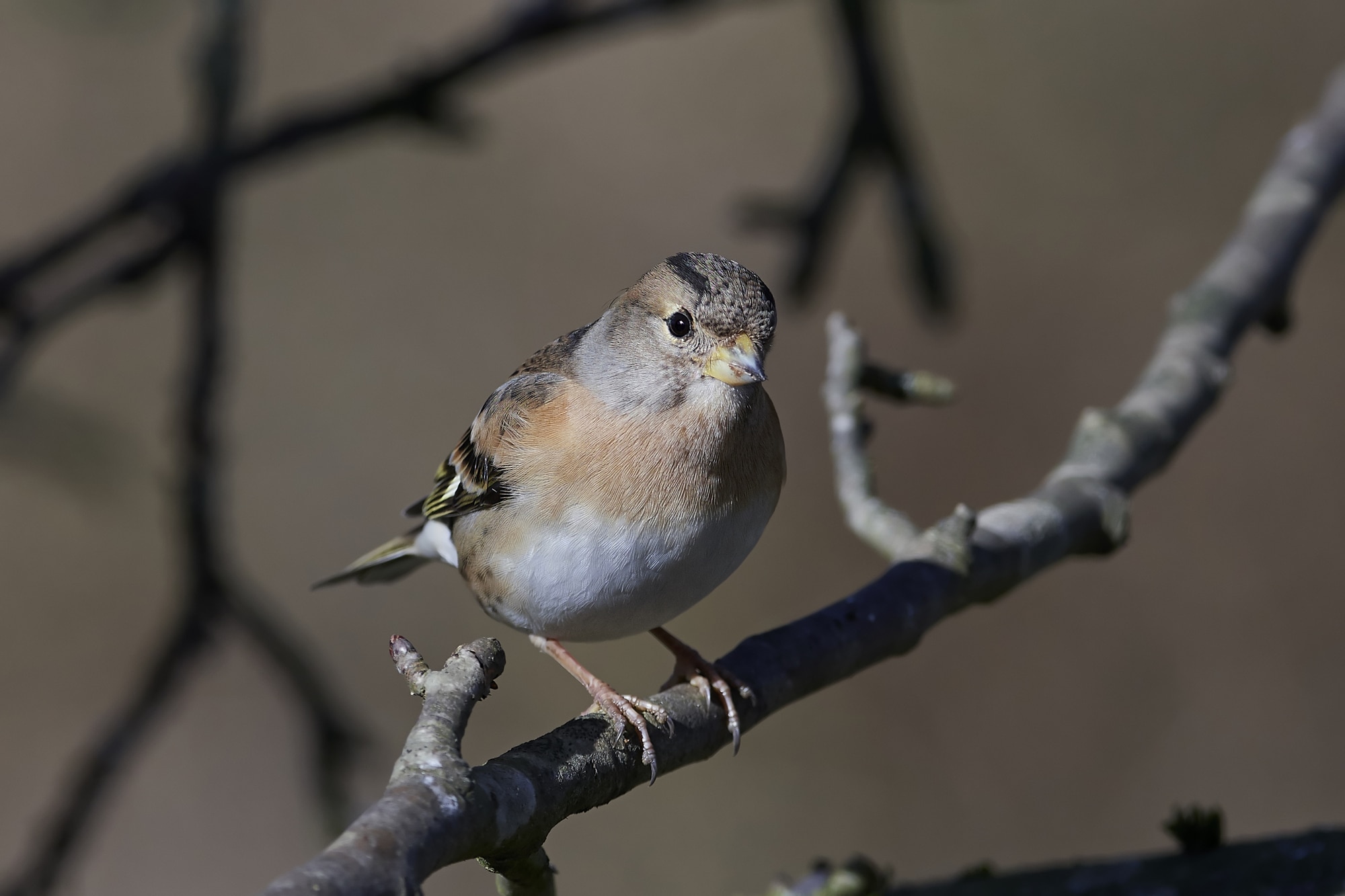 Brambling in its natural habitat in Denmark