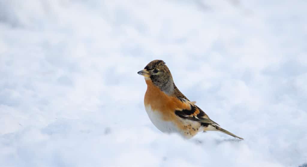 Brambling and common linnet in heavy winter searching for food