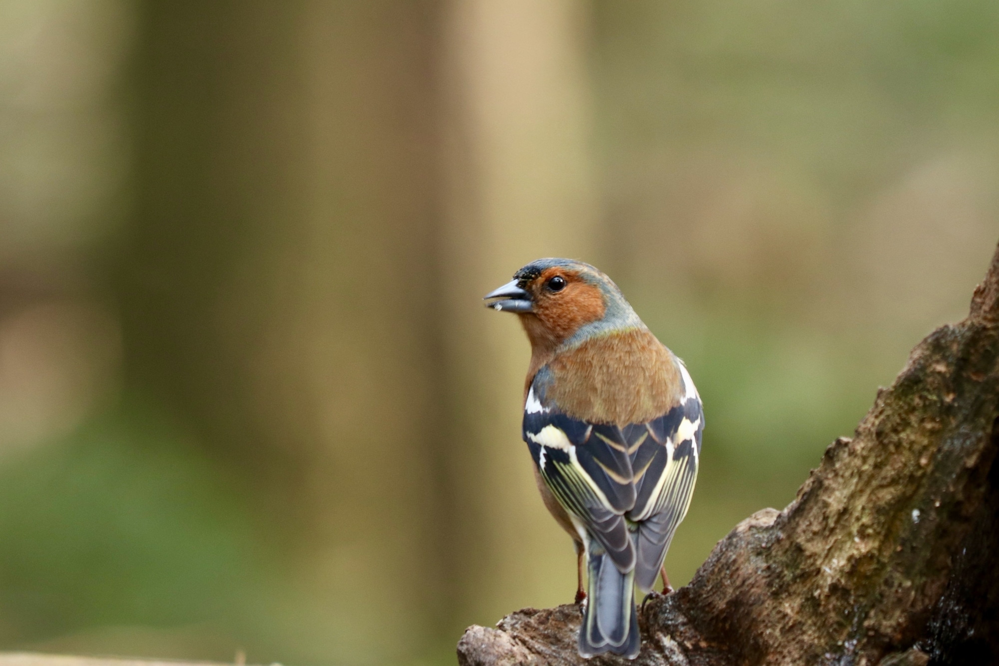 Closeup shot of a cute brambling bird in the forest