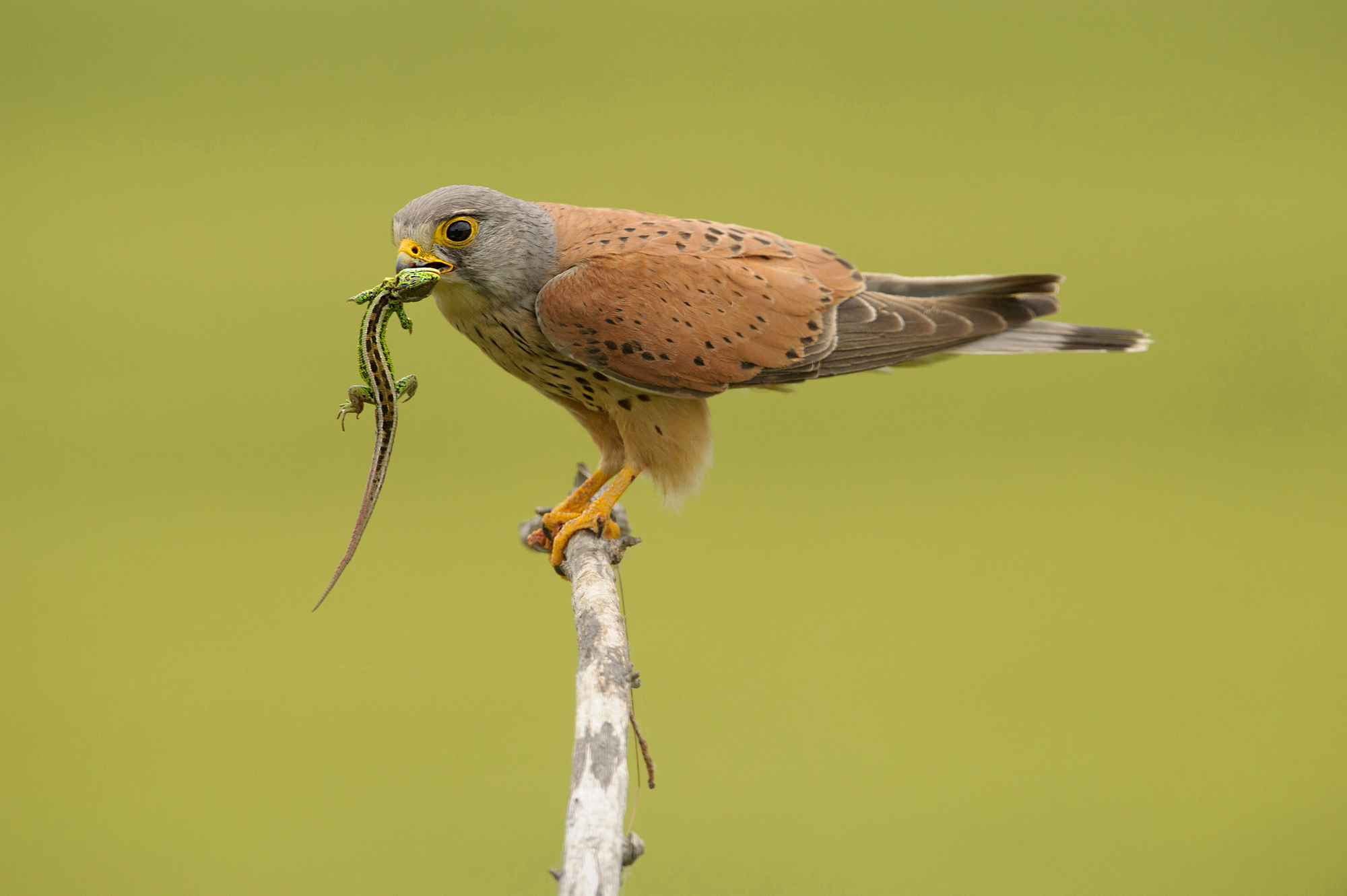 Common kestrel with a lizard in its beak, Hungary, Europe