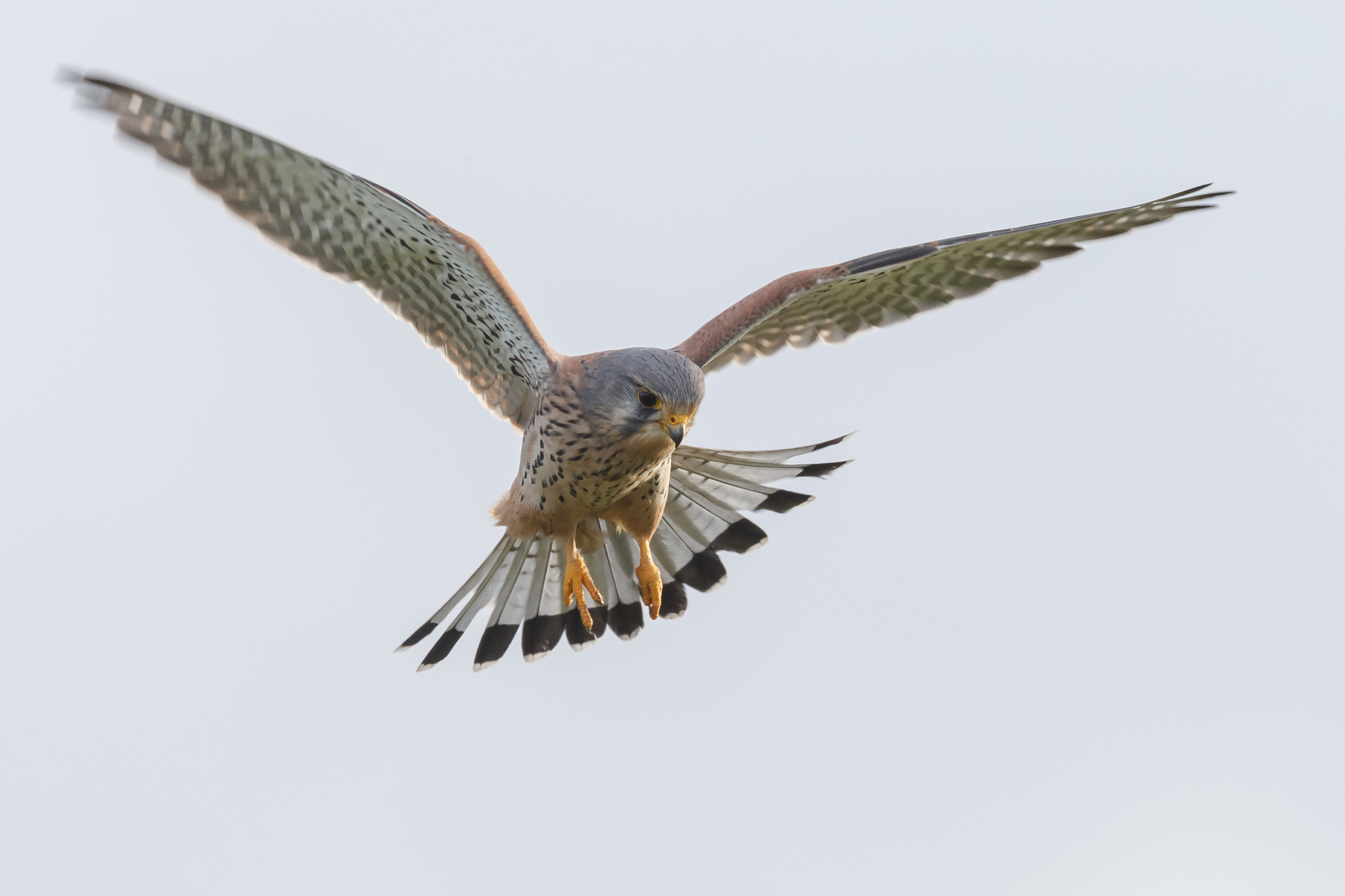 European common Kestrel in flight