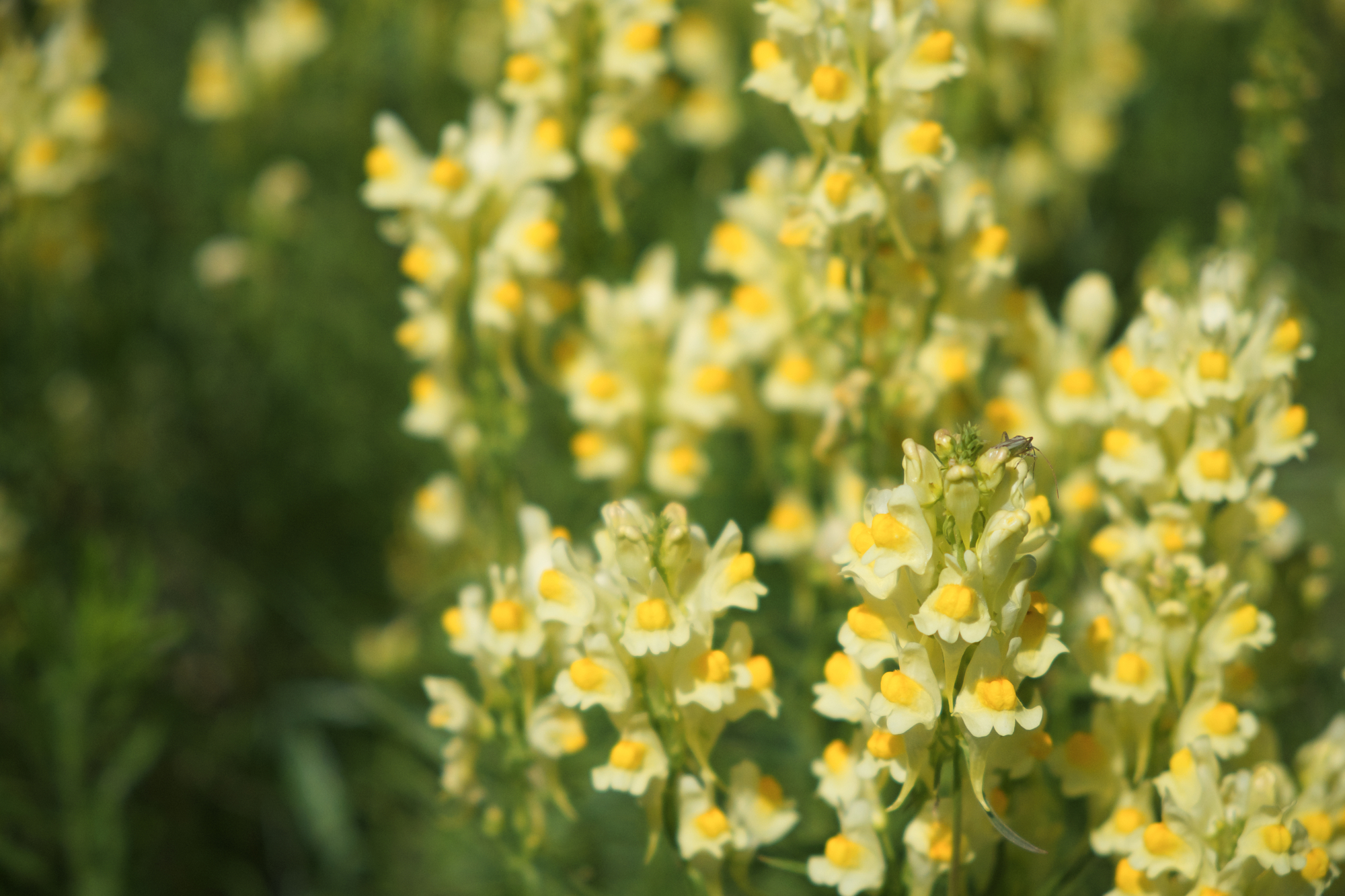 Flaxseed or wild snapdragon (Linaria vulgaris) is a medicinal herb.