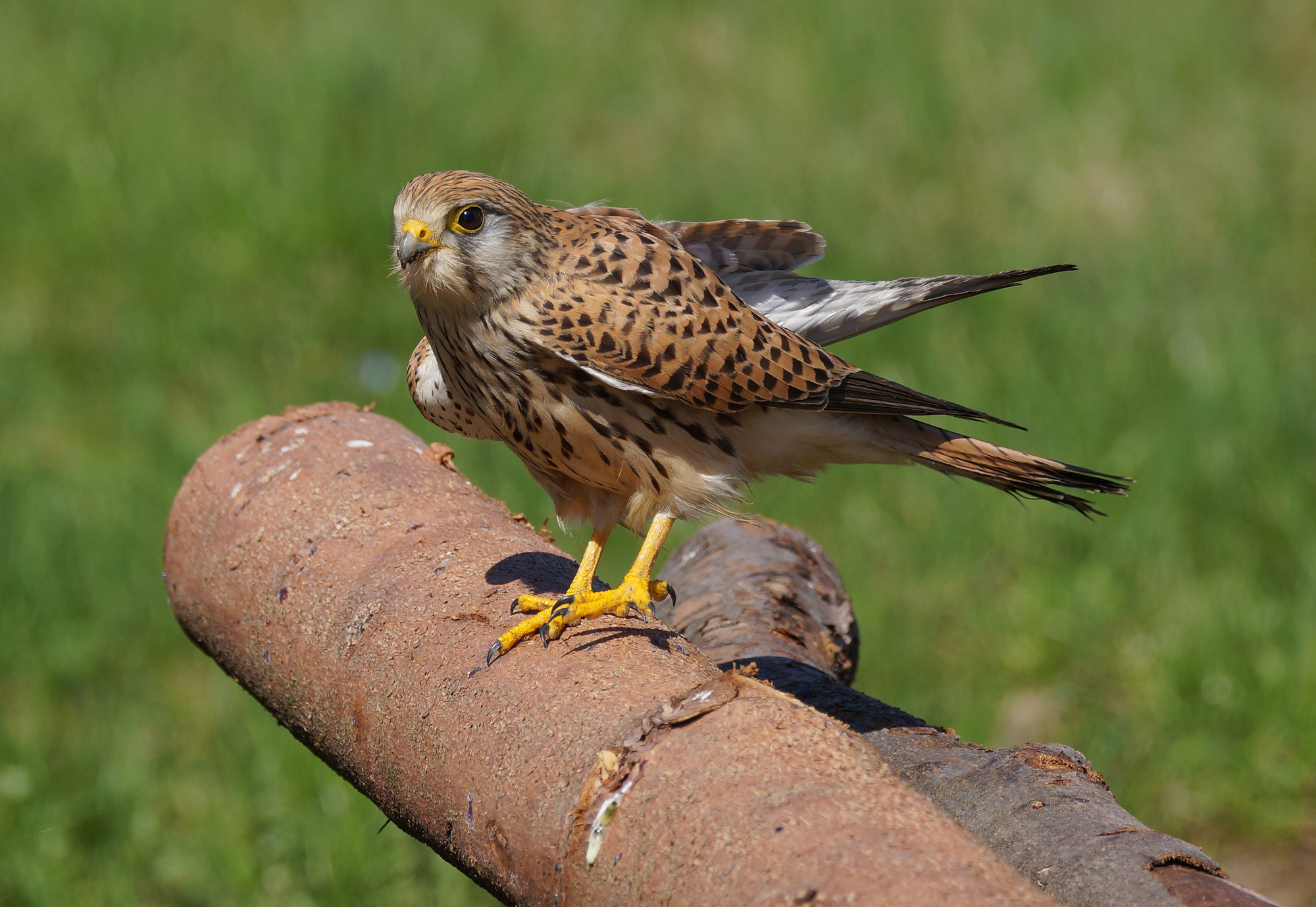 Kestrel takes a rest