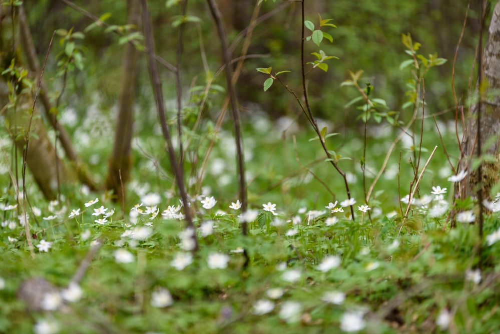 Large field of white anemone flowers in spring
