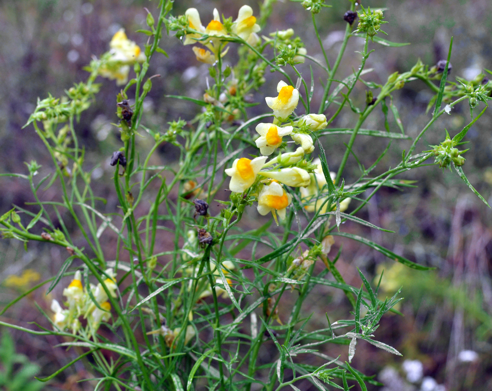 Linaria vulgaris blooms in the wild among grasses