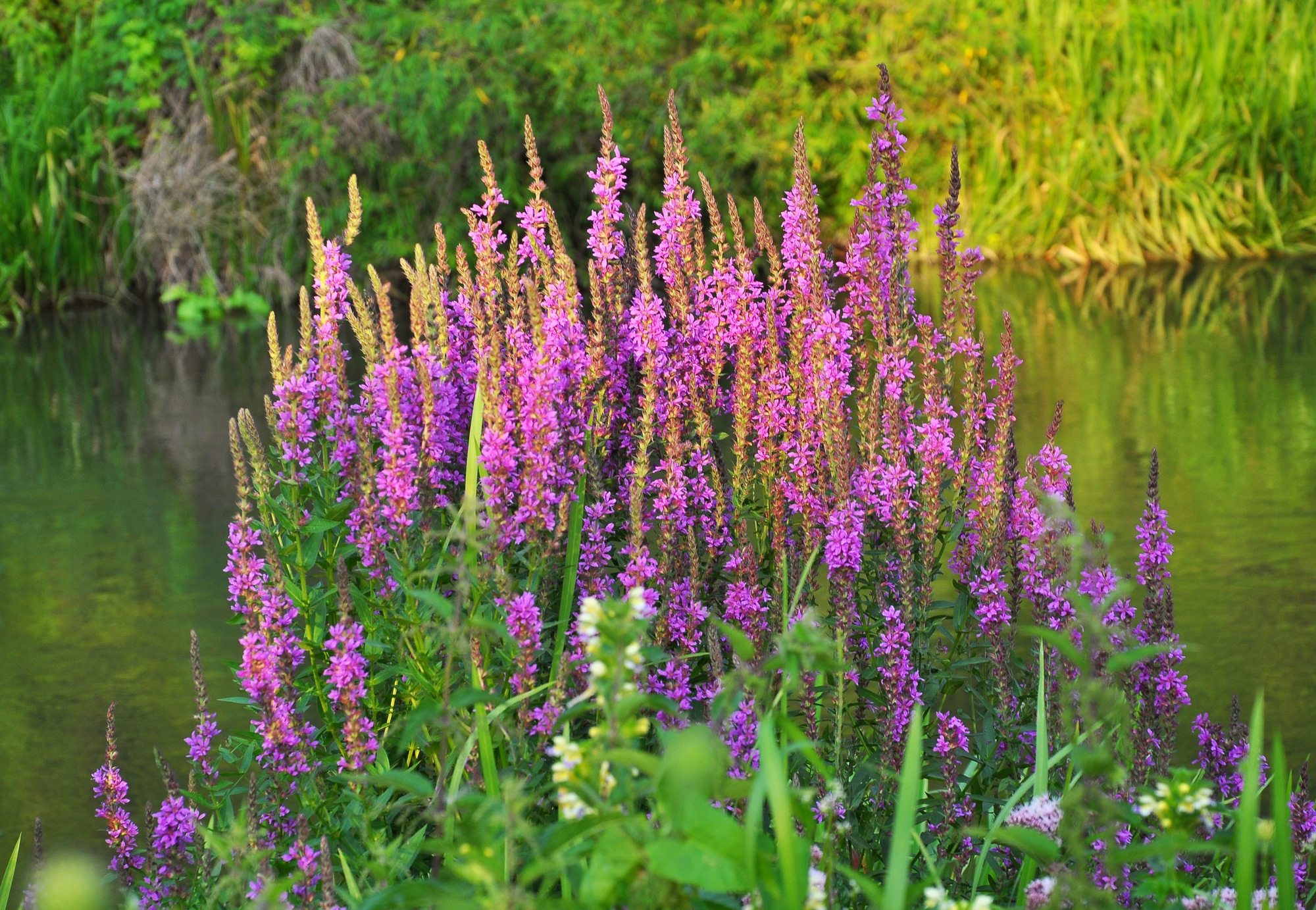 Lythrum salicaria grows on the riverbank