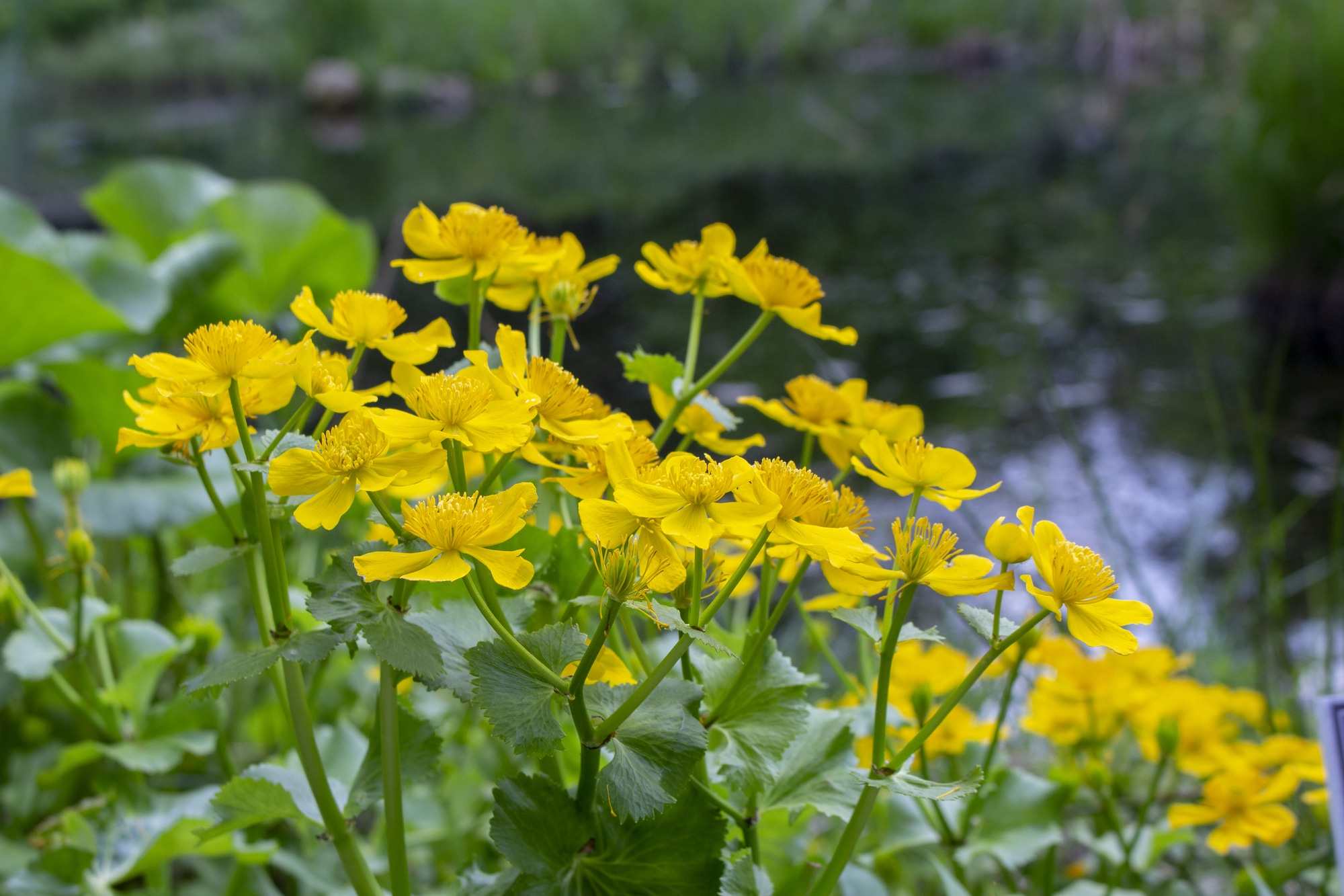 Marsh Marigold Caltha palustris yellow flowers