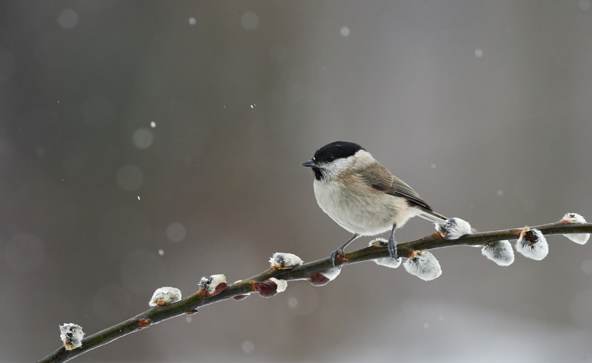 Guide to tit species in the UK: how to identify and where to see