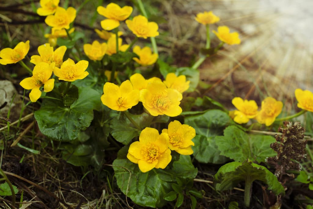 Marsh marigold flowers in forest during sprintime
