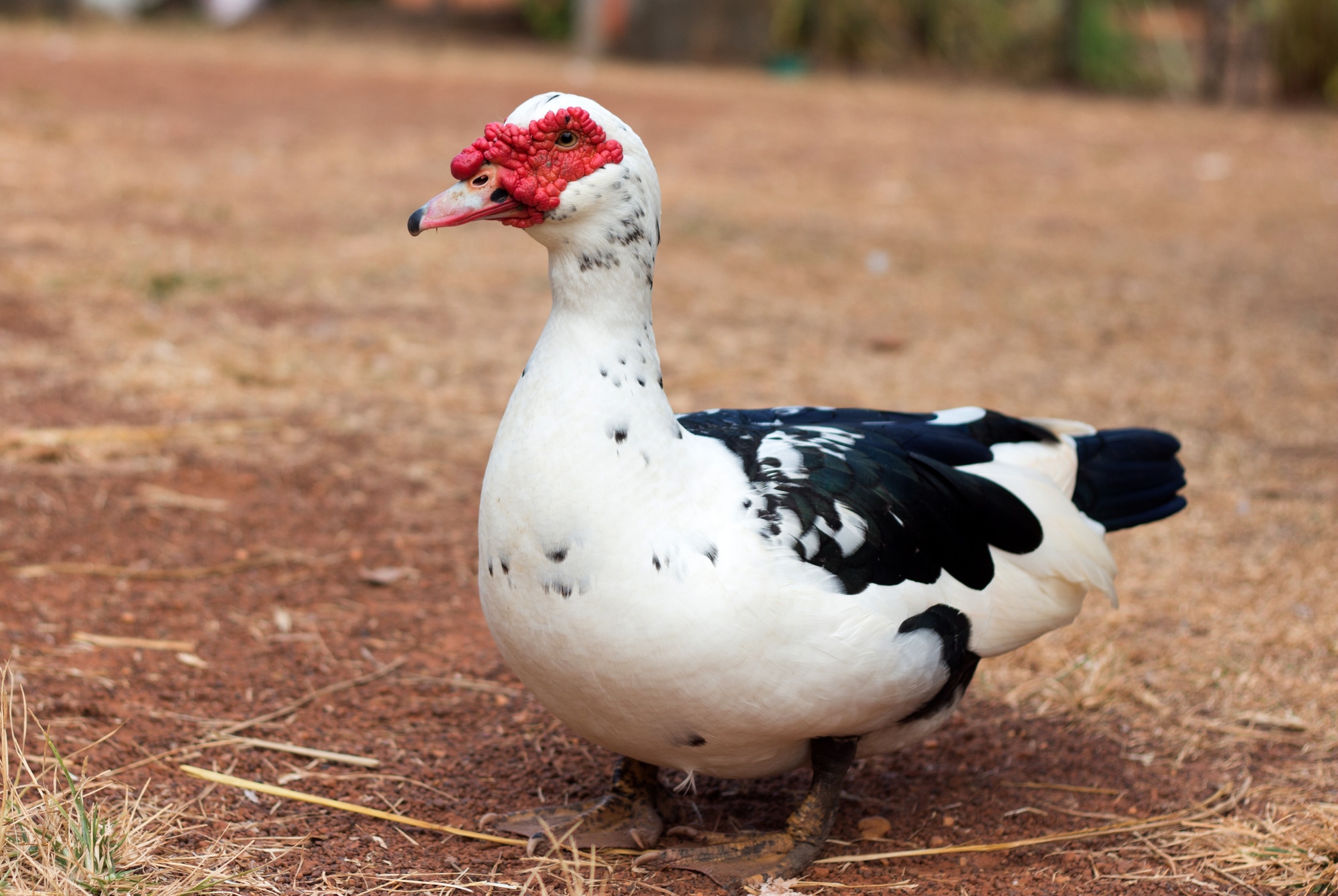 Muscovy Duck (Cairina Moschata)