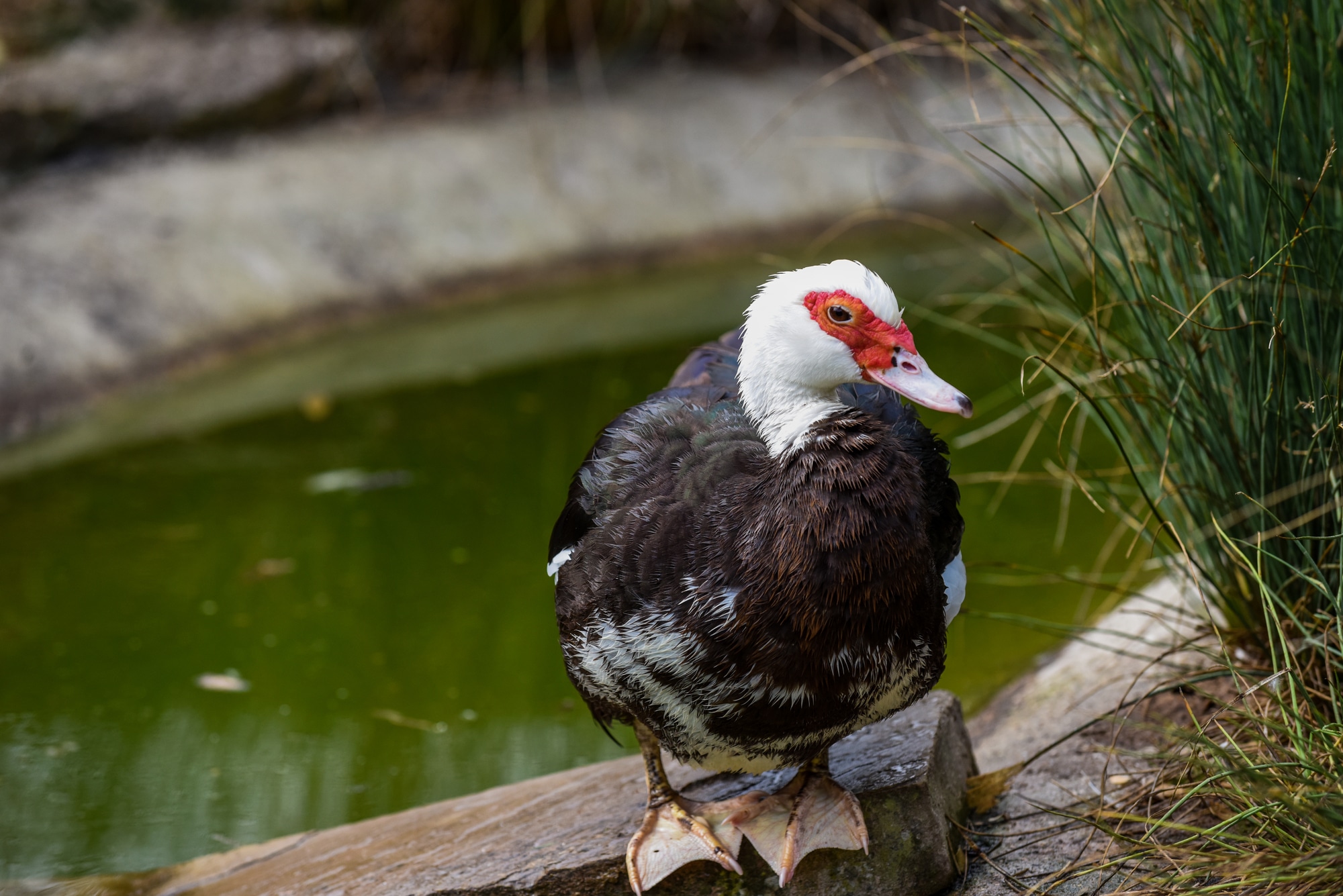 Muscovy Duck with red face and black and white feathers