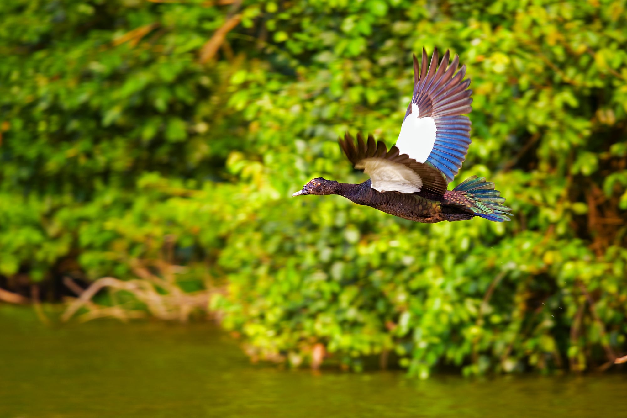 Muscovy duck in flight over lake Cocha Salvador in Peru