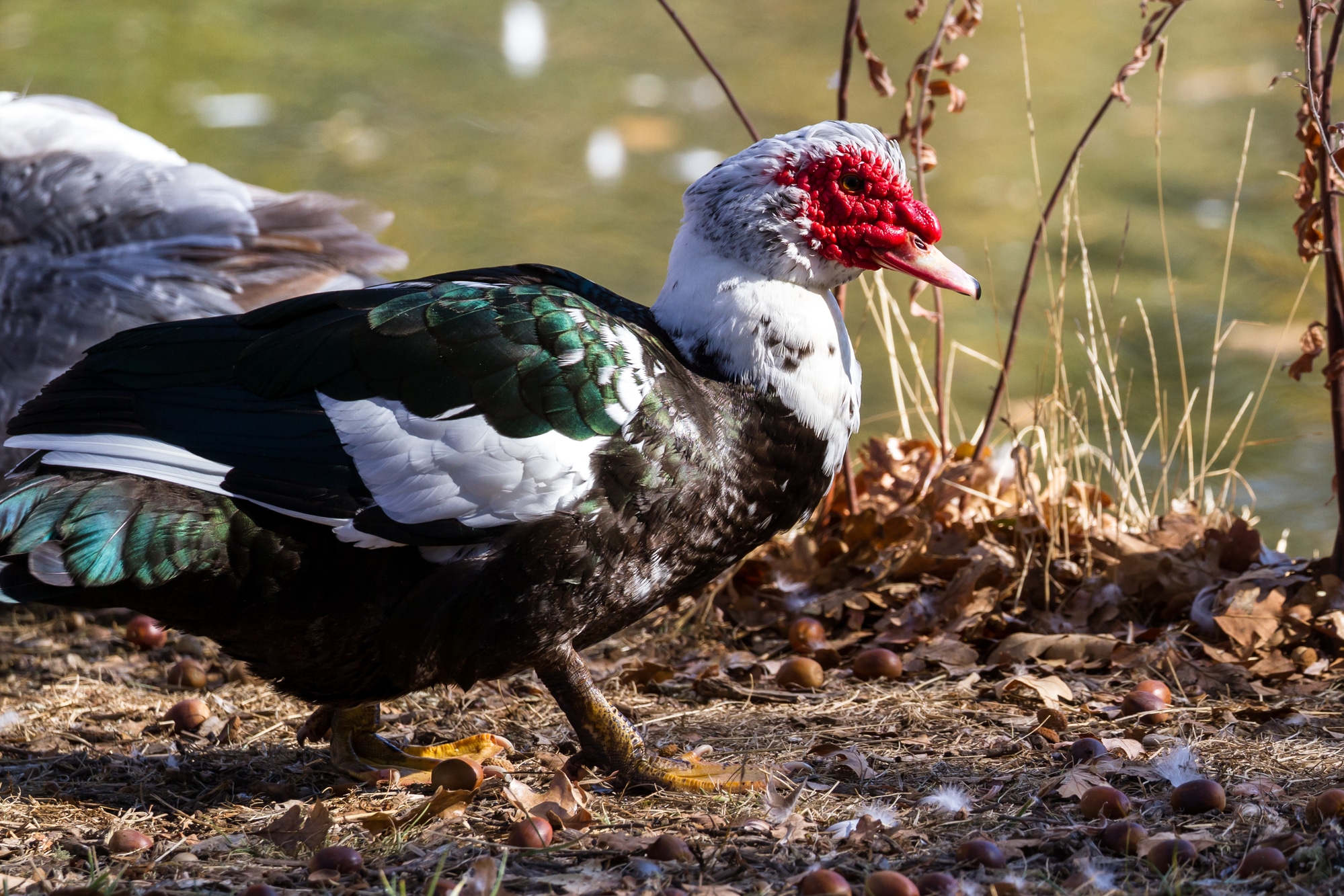 Muscovy duck near a pond with golden autumn colors