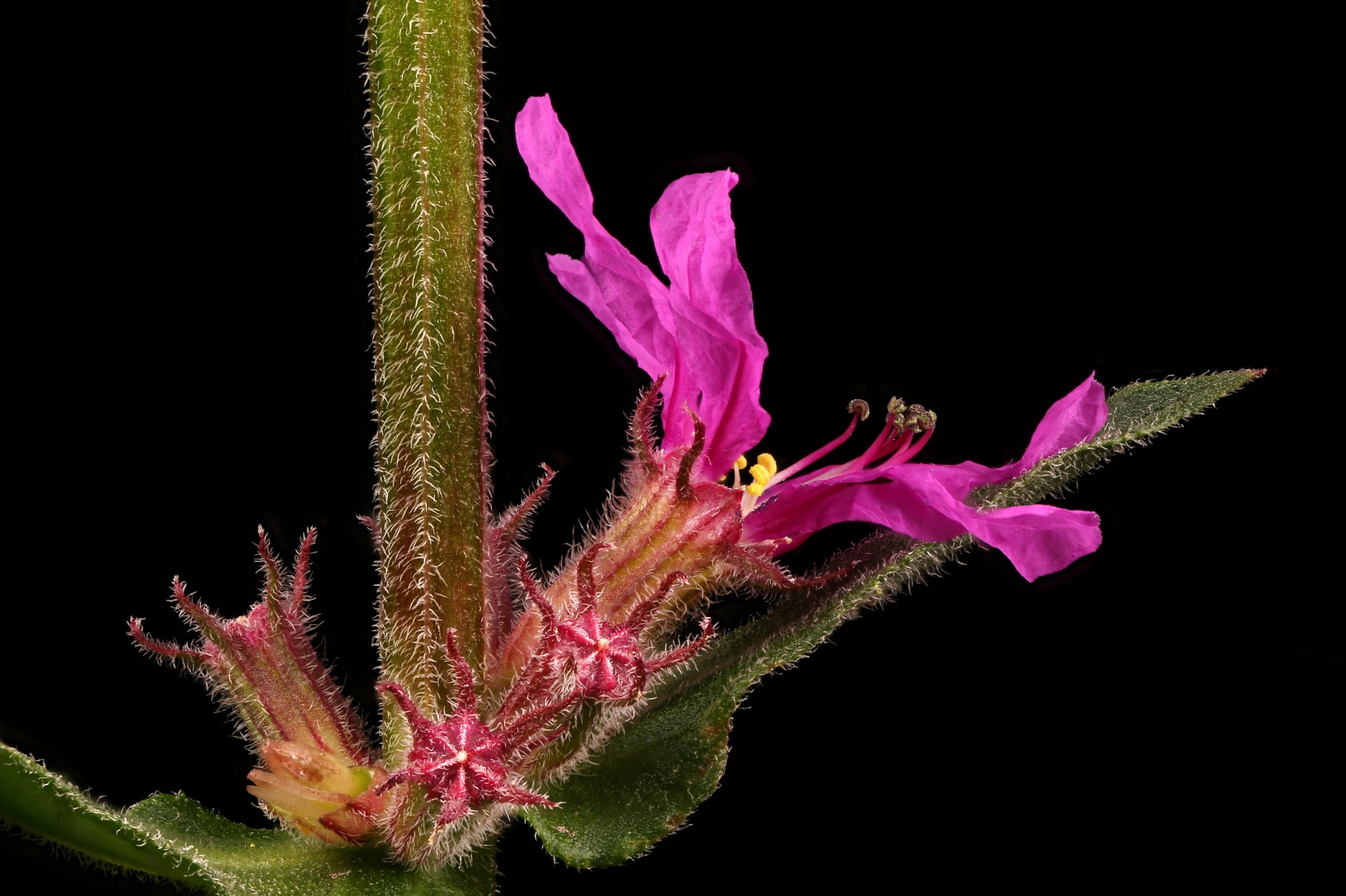 Purple Loosestrife (Lythrum salicaria). Flower Closeup