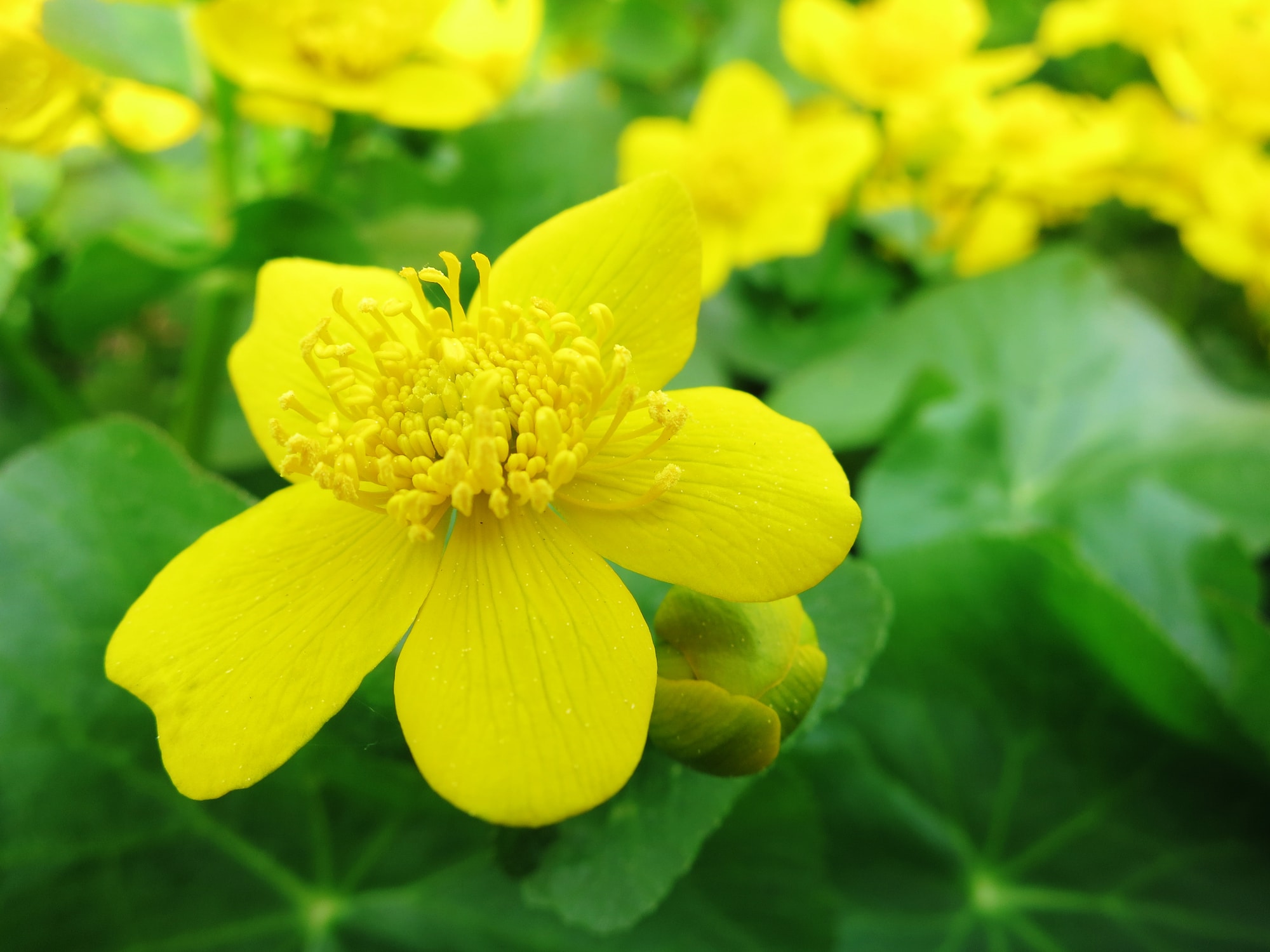 Spring flowering marsh yellow flowers marsh marigold