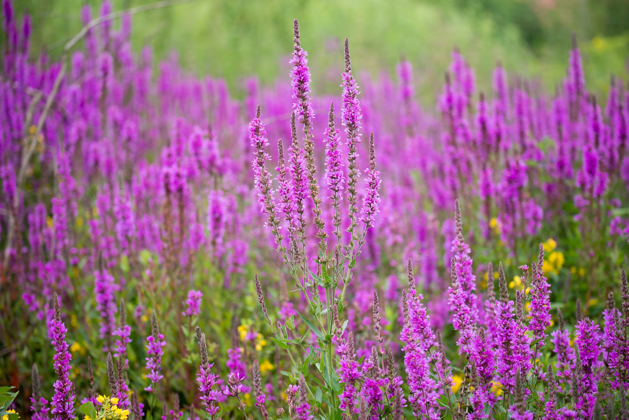 Yellow loosestrife and purple loosestrife flowers in summer mead