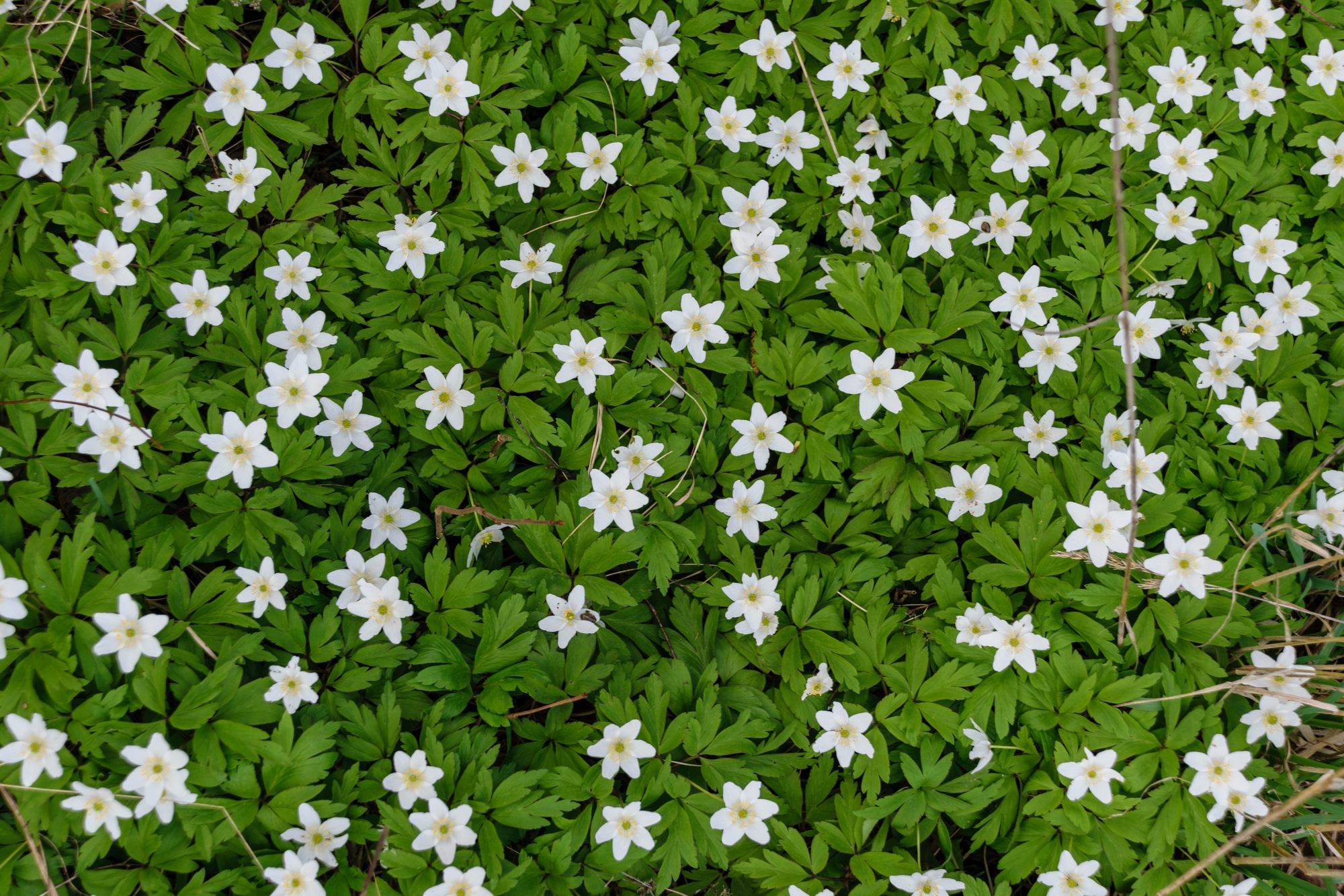 Wood Anemone (Anemone nemorosa) - Identification and Uses