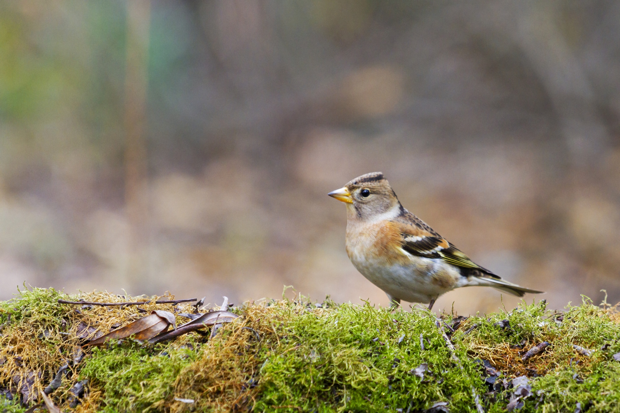 Brambling stands among autumn colours