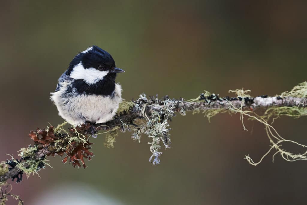 Guide to tit species in the UK: how to identify and where to see