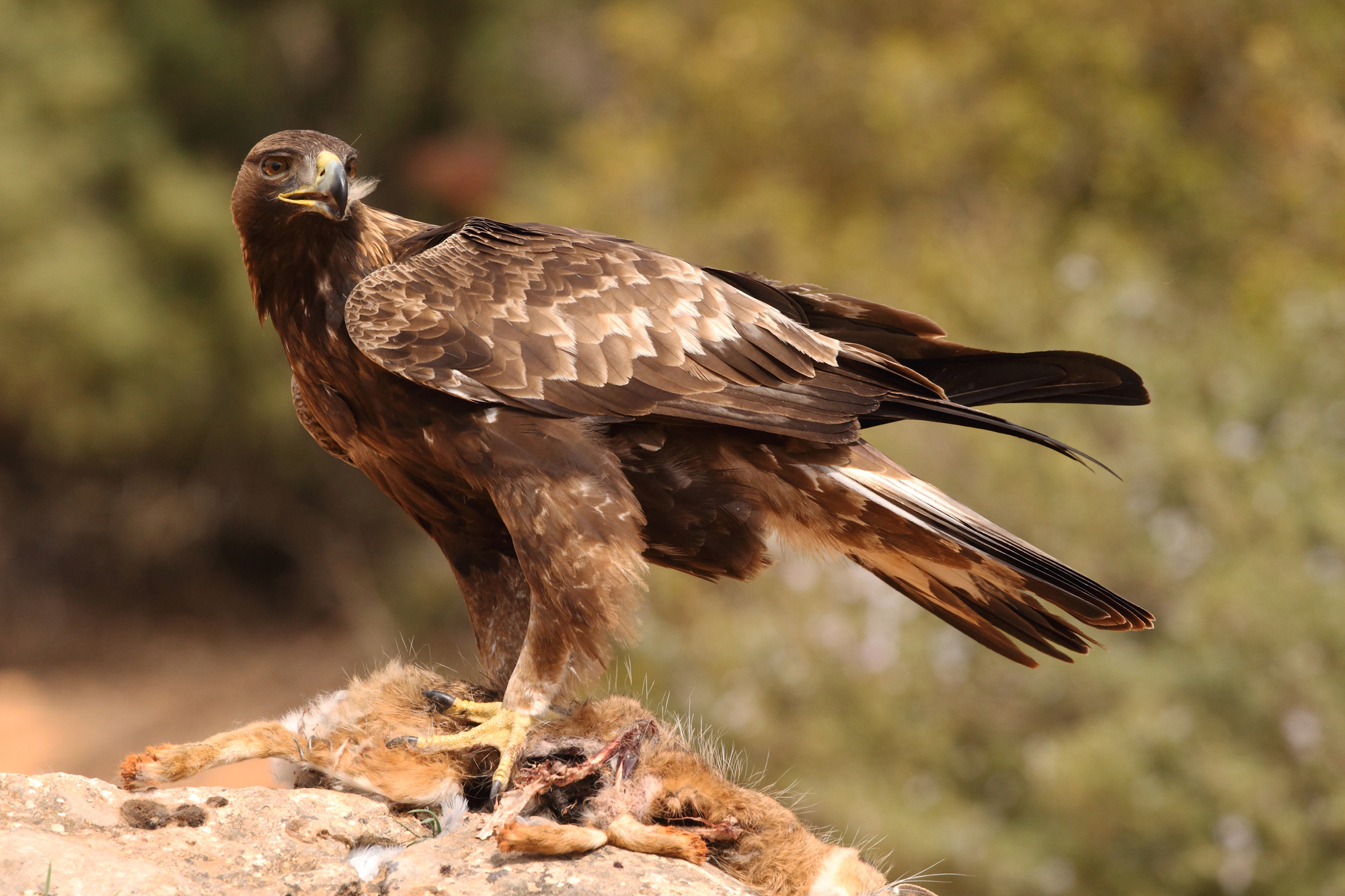 A hawk eating a rodent