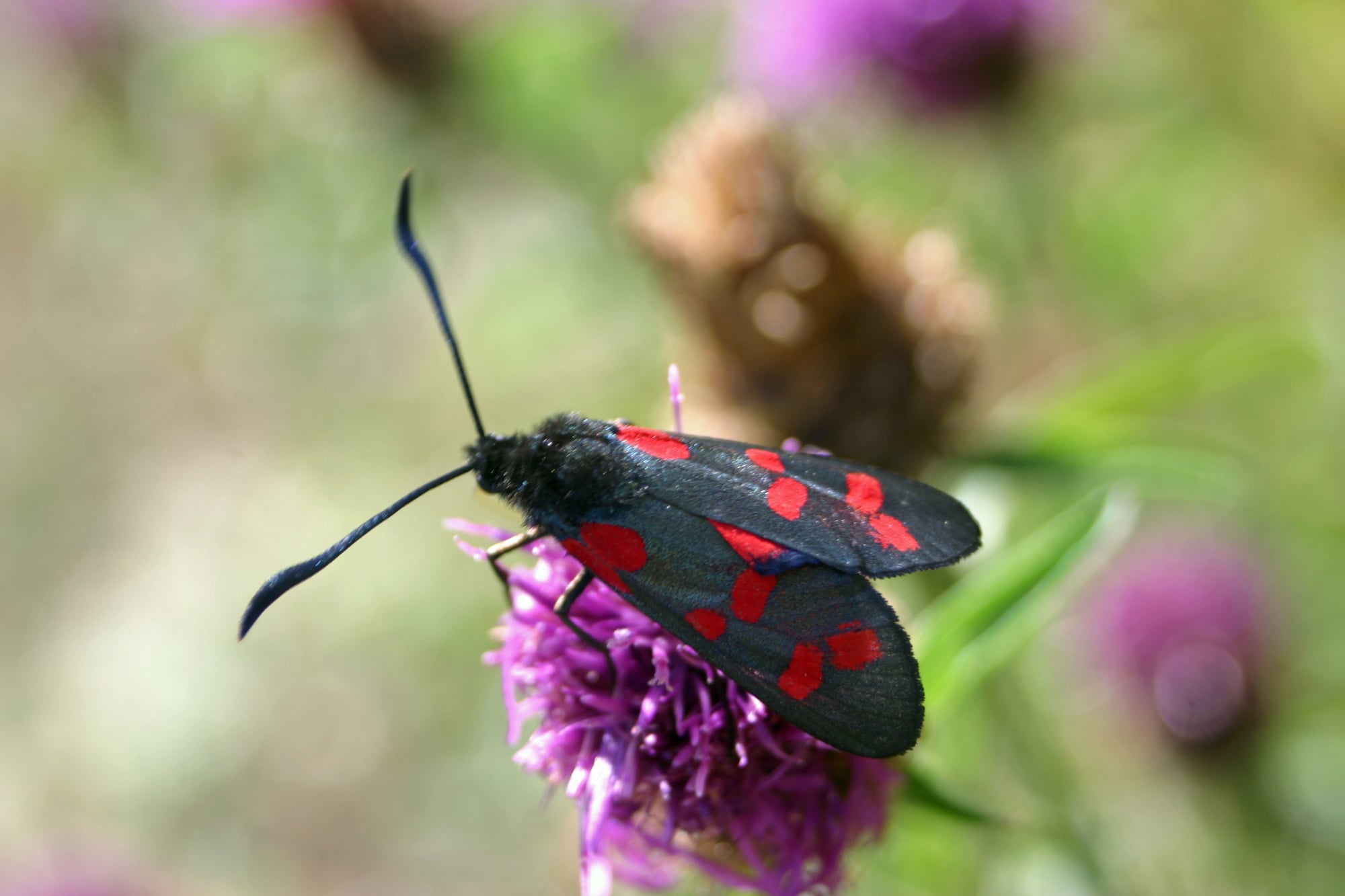 6-spot burnet moth (Zygaena filipendulae) with antennae erect feeding on a black knapweed (Centaurea nigra) flower. Background of other knapweed plants.