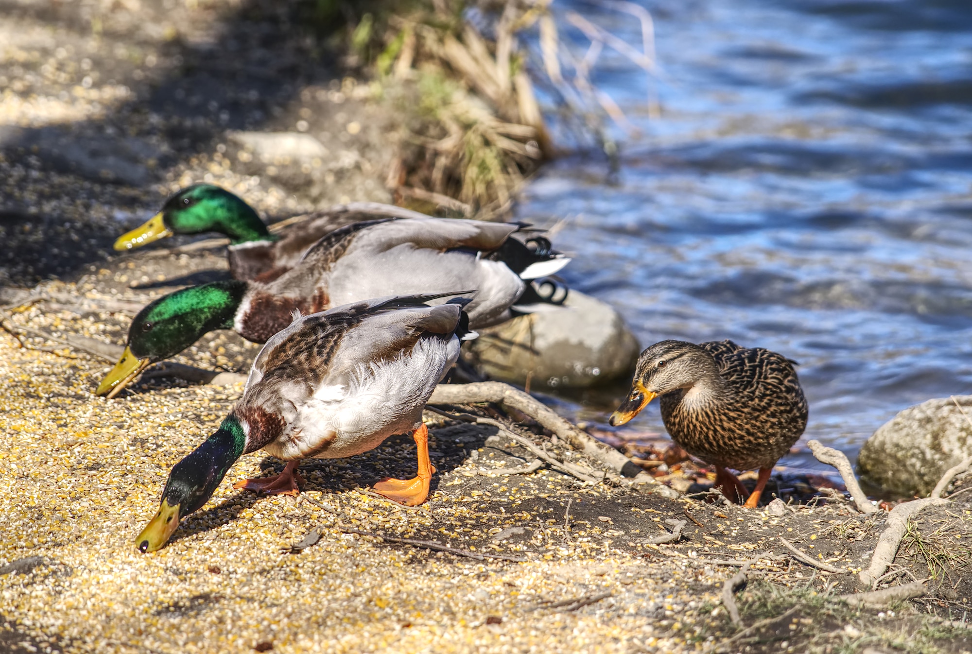 A selective focus shot of cute ducks eating seeds