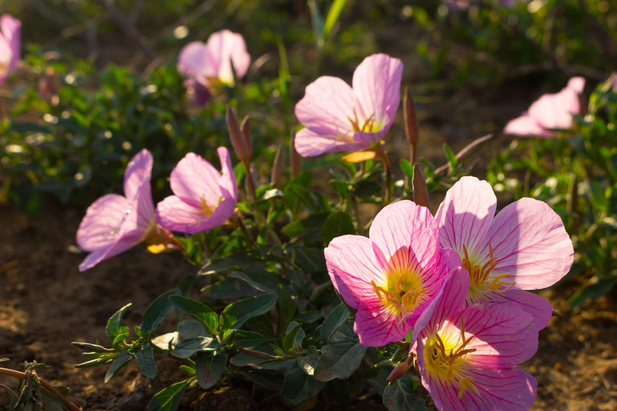 Beautiful bloom of four-winged evening primrose.