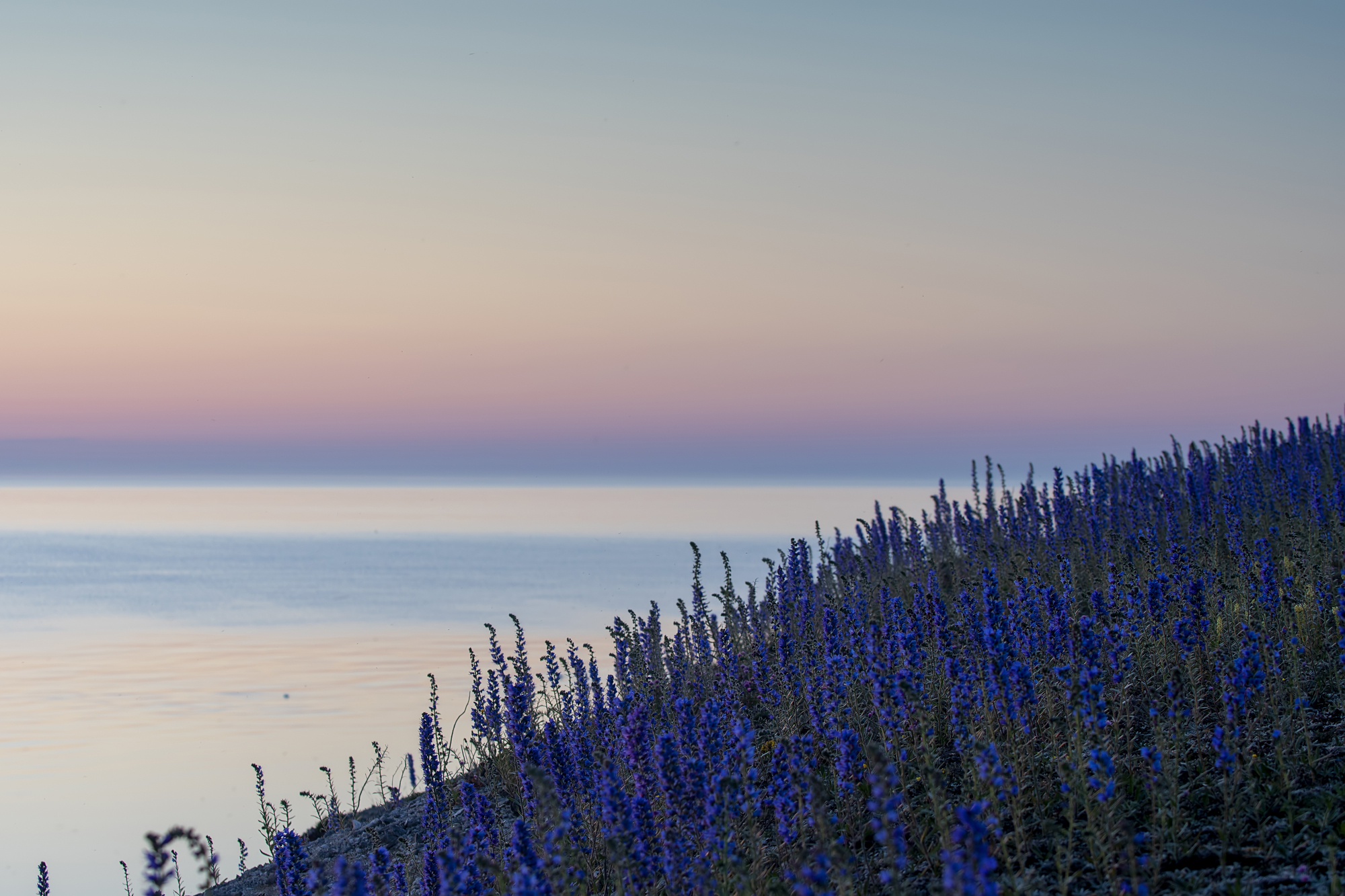 Blooming summer wildflowers Blueweed, Echium vulgare with coastal landscape background on the island of Gotland in Sweden