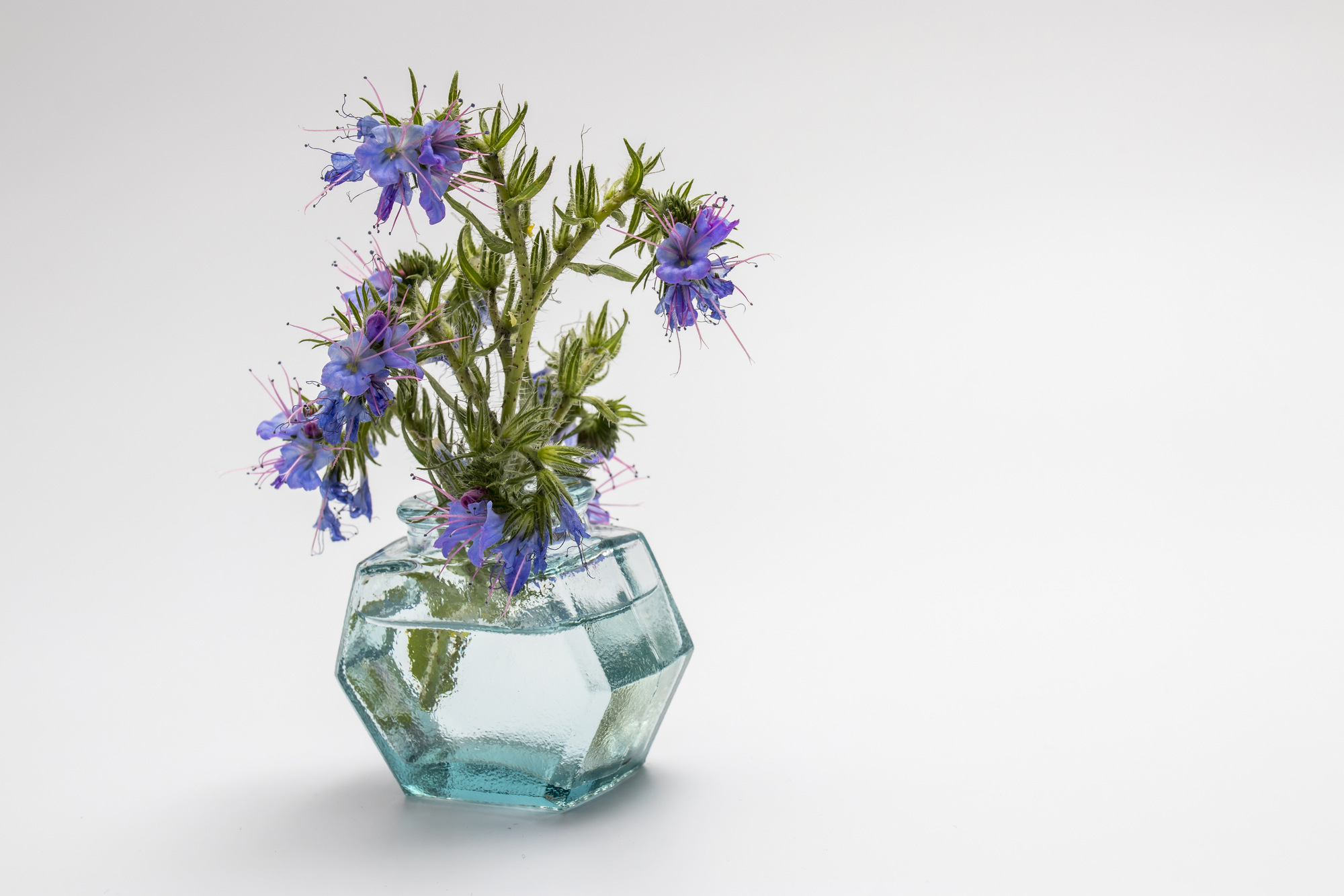 Blueweed (Echium Vulgare) also know as Viper's Bugloss