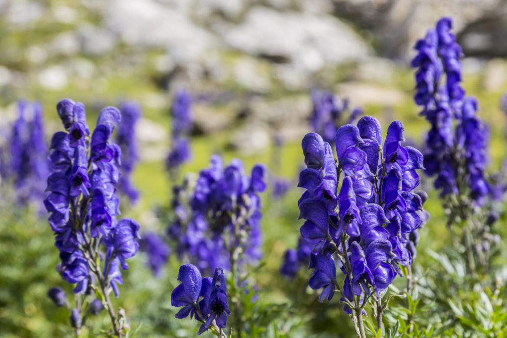 Close-up image of violet high altitude wildflowers