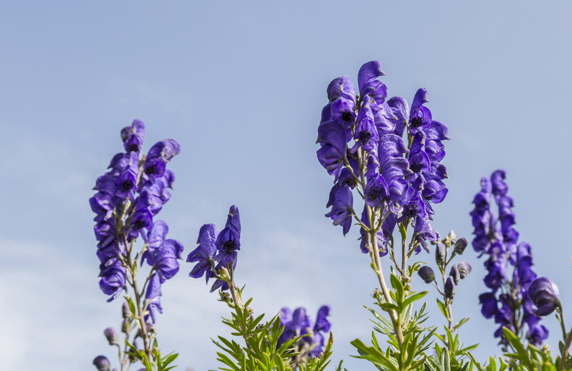 Close-up image of violet high altitude wildflowers wolfsbane